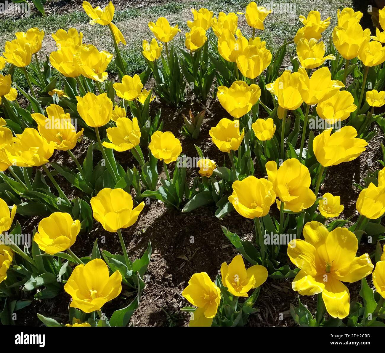 Floral spring-time landscape with a flowerbed of yellow tulips Stock ...