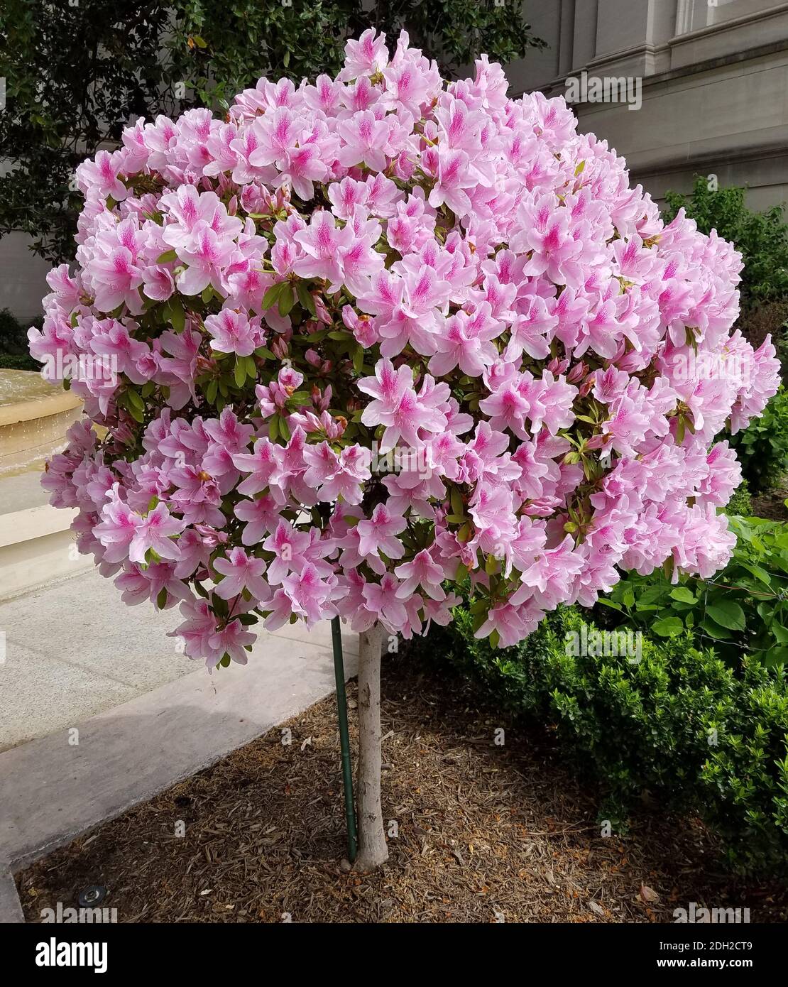 Lily tree 2024
