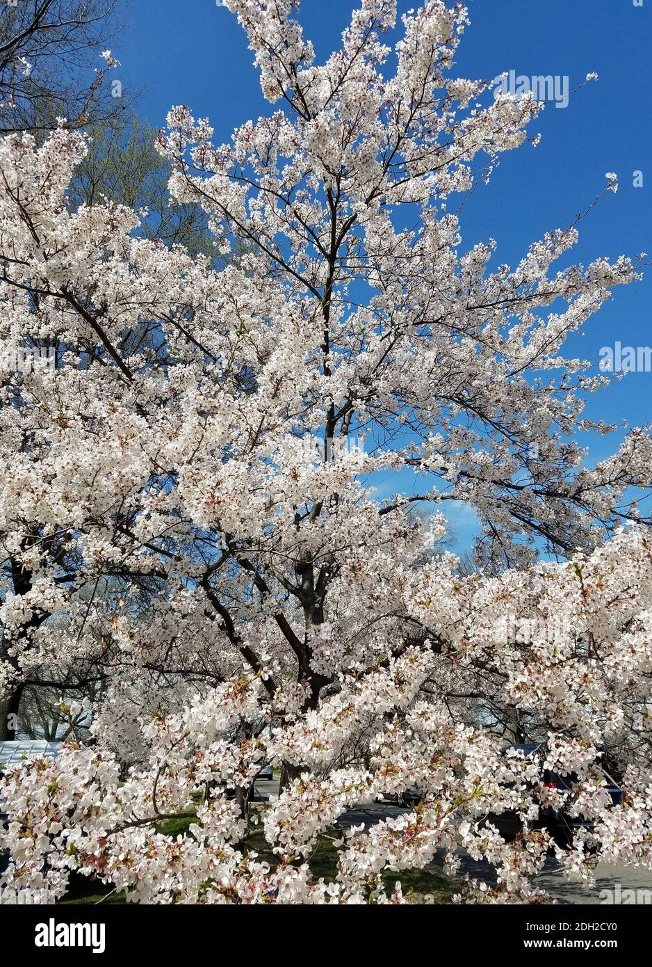 Cherry trees at national mall hi-res stock photography and images - Alamy
