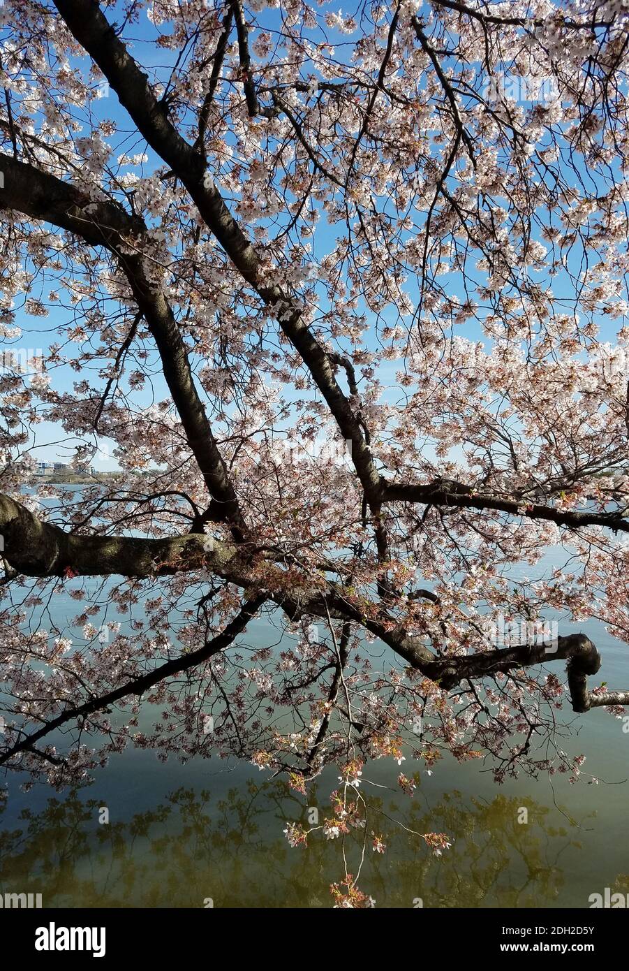 The Cherry Blossom Festival in Washington DC, USA with blooming cherry trees alongside the Tidal