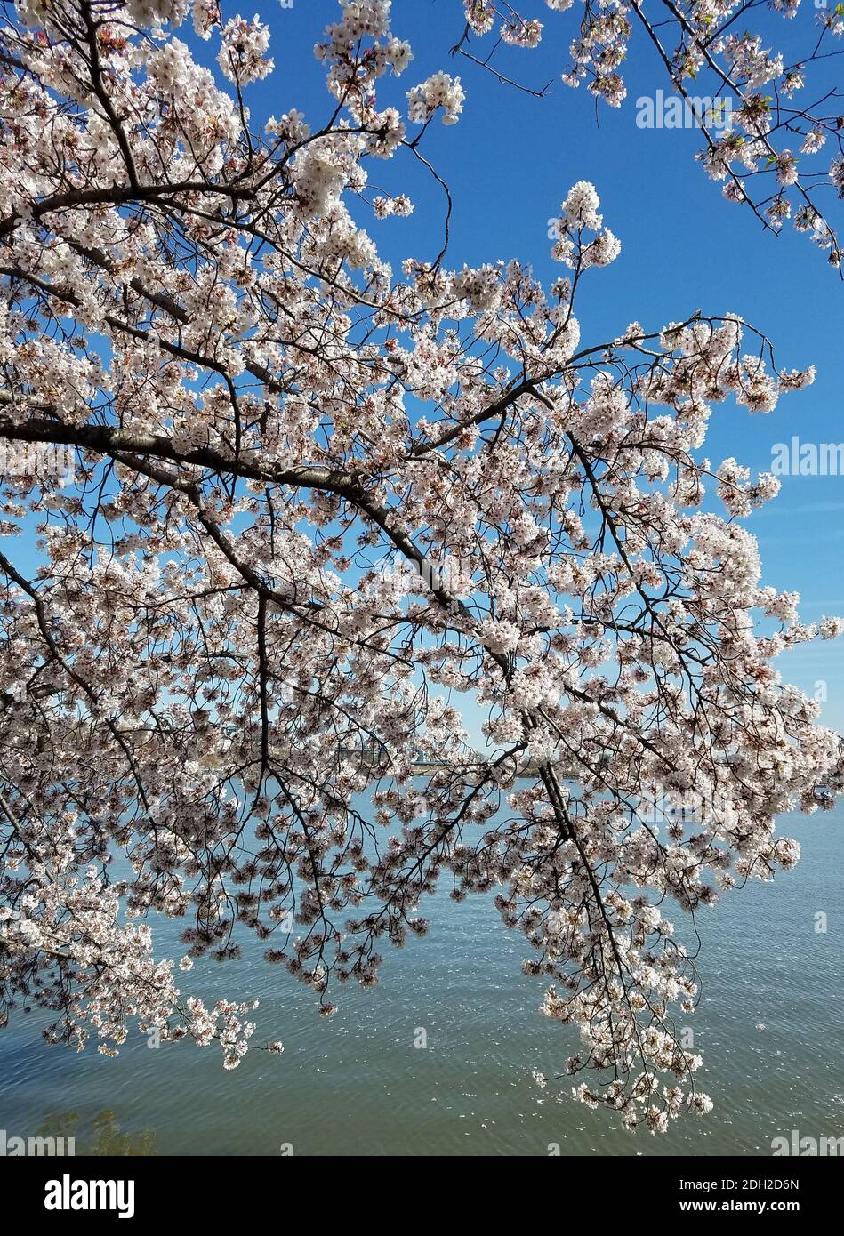 The Cherry Blossom Festival in Washington DC, USA with blooming cherry trees alongside the Tidal