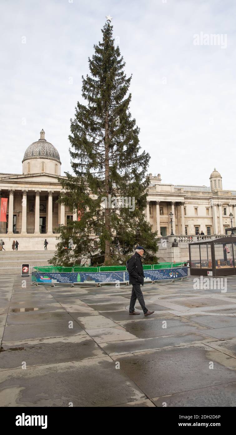 Christmas Tree in Trafalgar Square London, UK with the National Gallery in the background Stock Photo