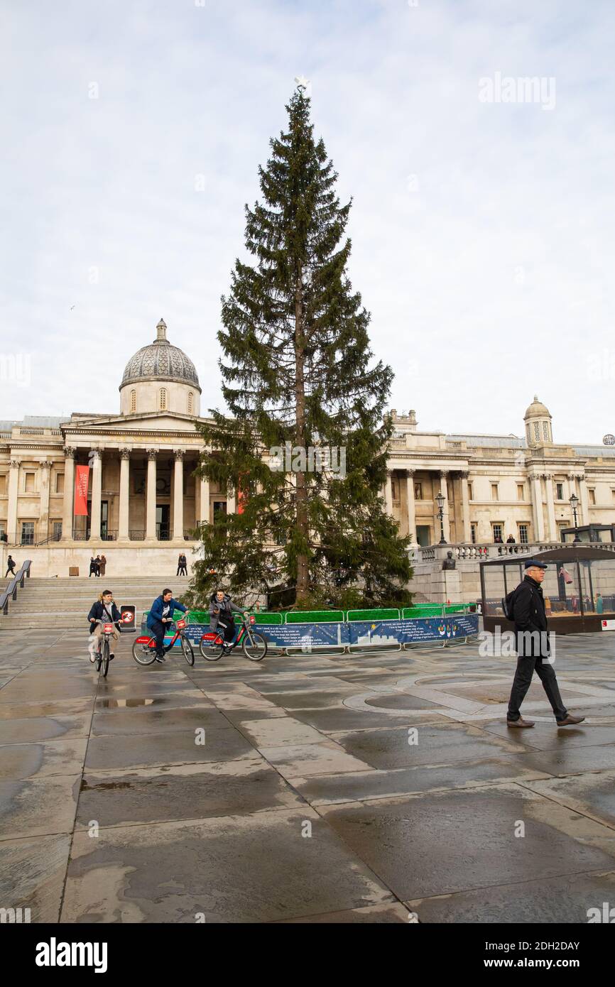 Christmas Tree in Trafalgar Square London, UK with the National Gallery