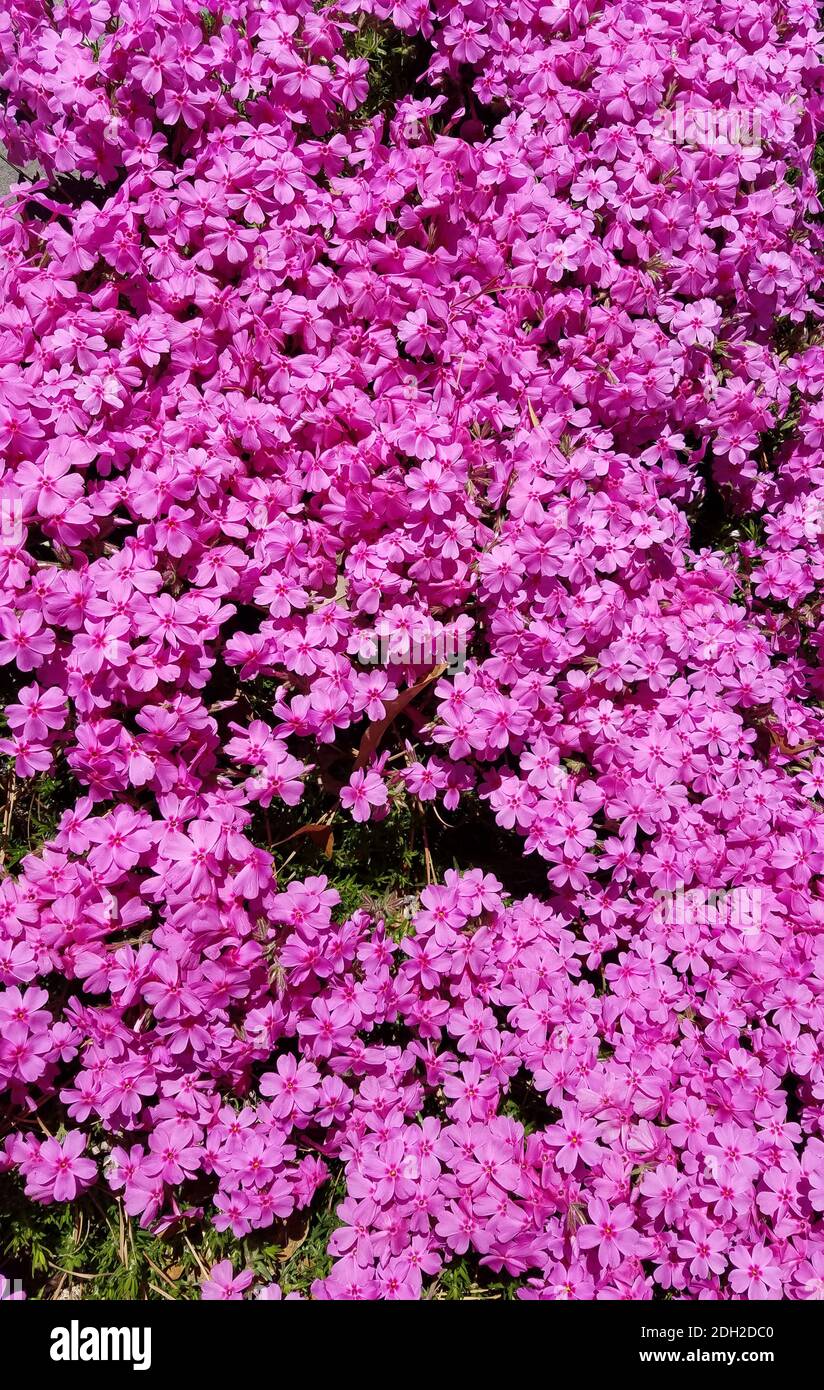 Spring background with hot pink wax-myrtle flowers Stock Photo