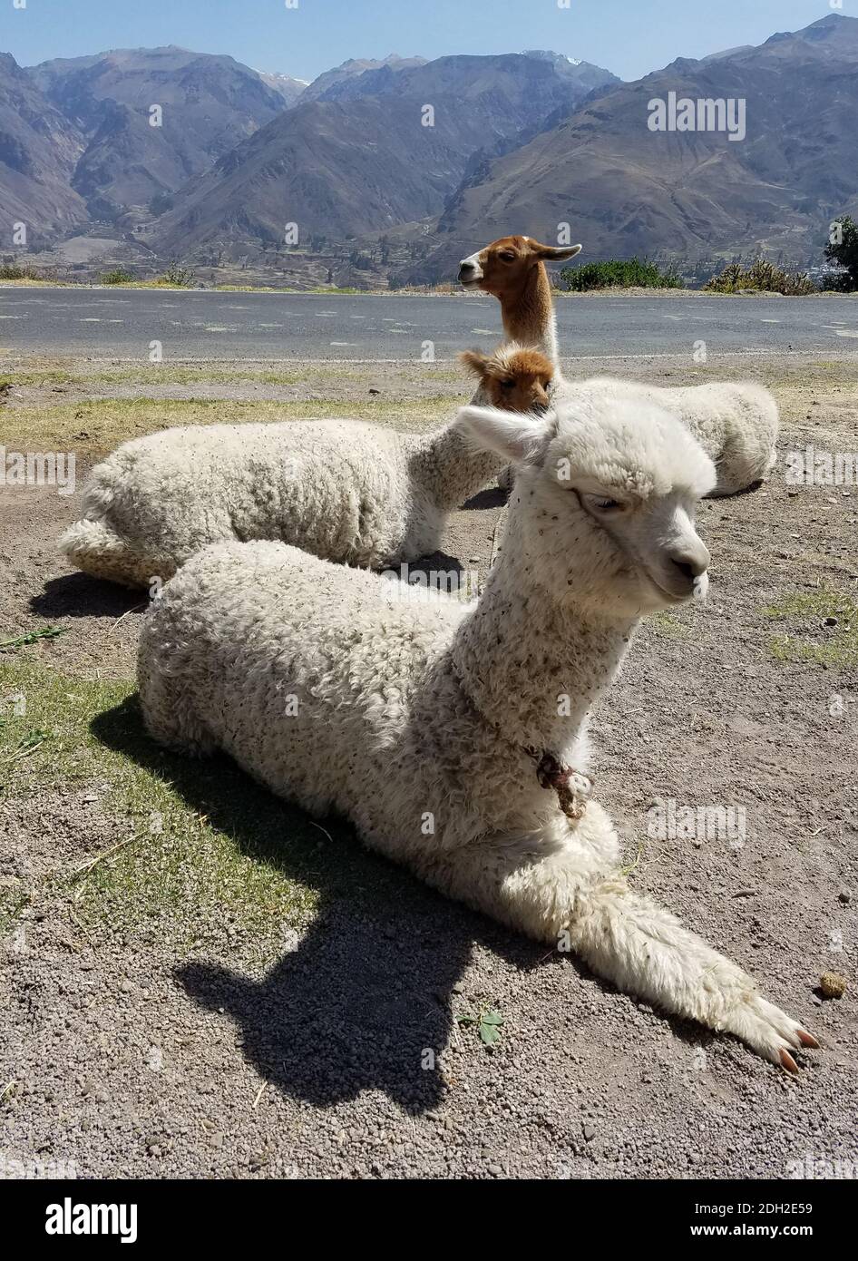 Alpaca close-up in Peru. Lamas and alpacas are the two domestic animals from the camel family in South America. Stock Photo