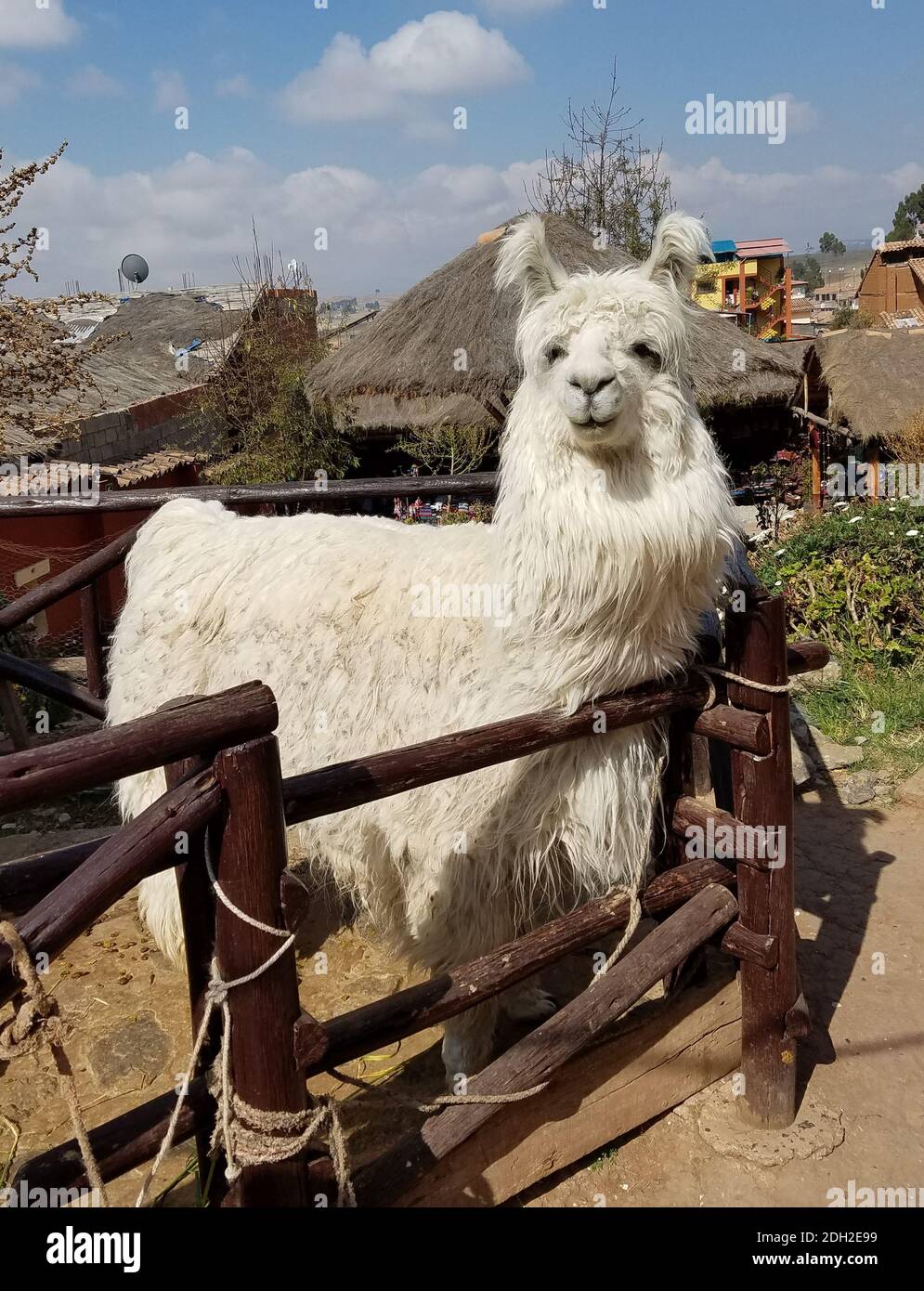 Alpaca in a Peru farm. Alpacas and lamas are domesticated animals from the camel family in South America. Stock Photo