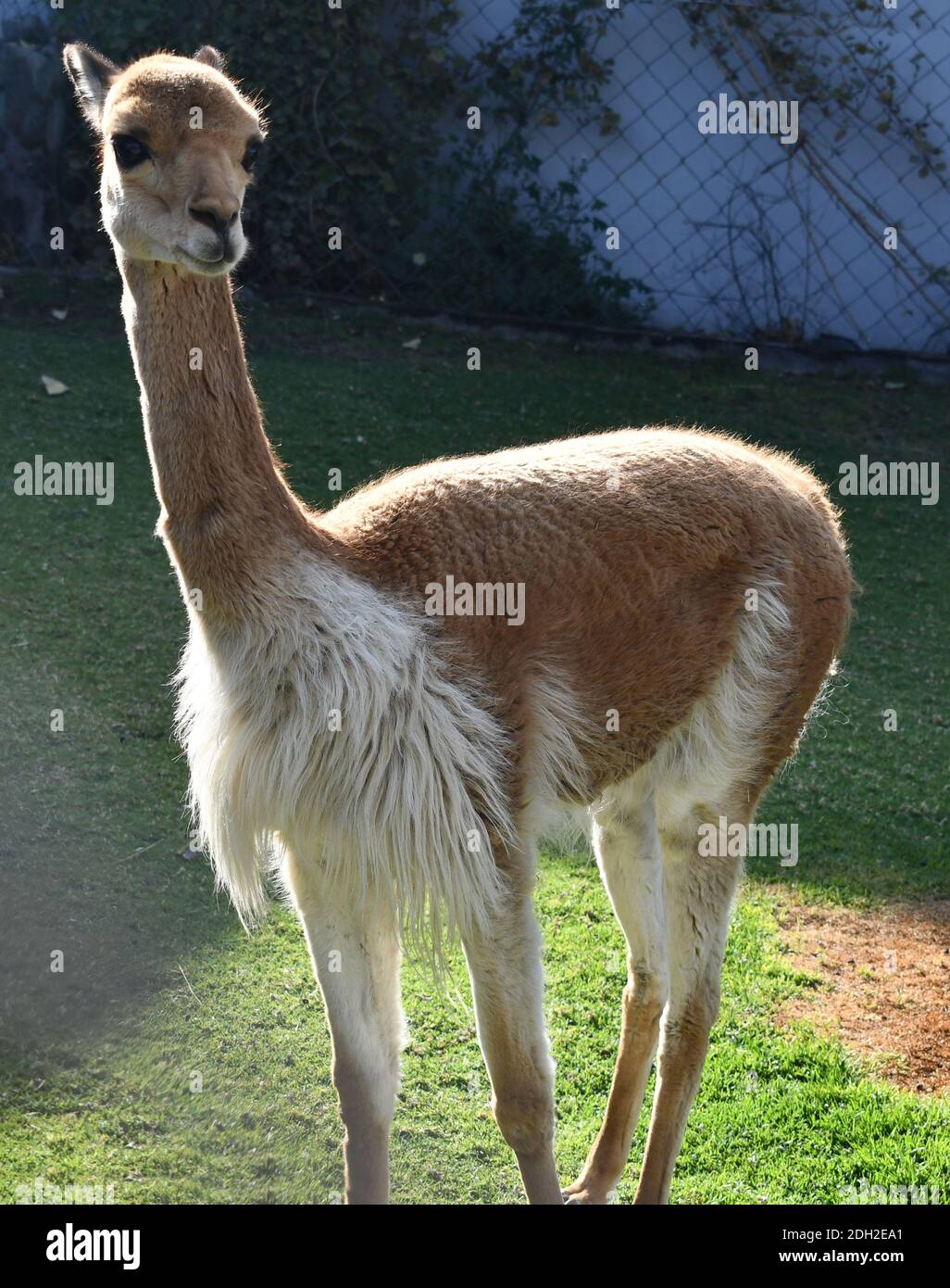 Vicuna, one of the two wild animals in the camel family in Peru, South America. It has the most expensive wool. Stock Photo