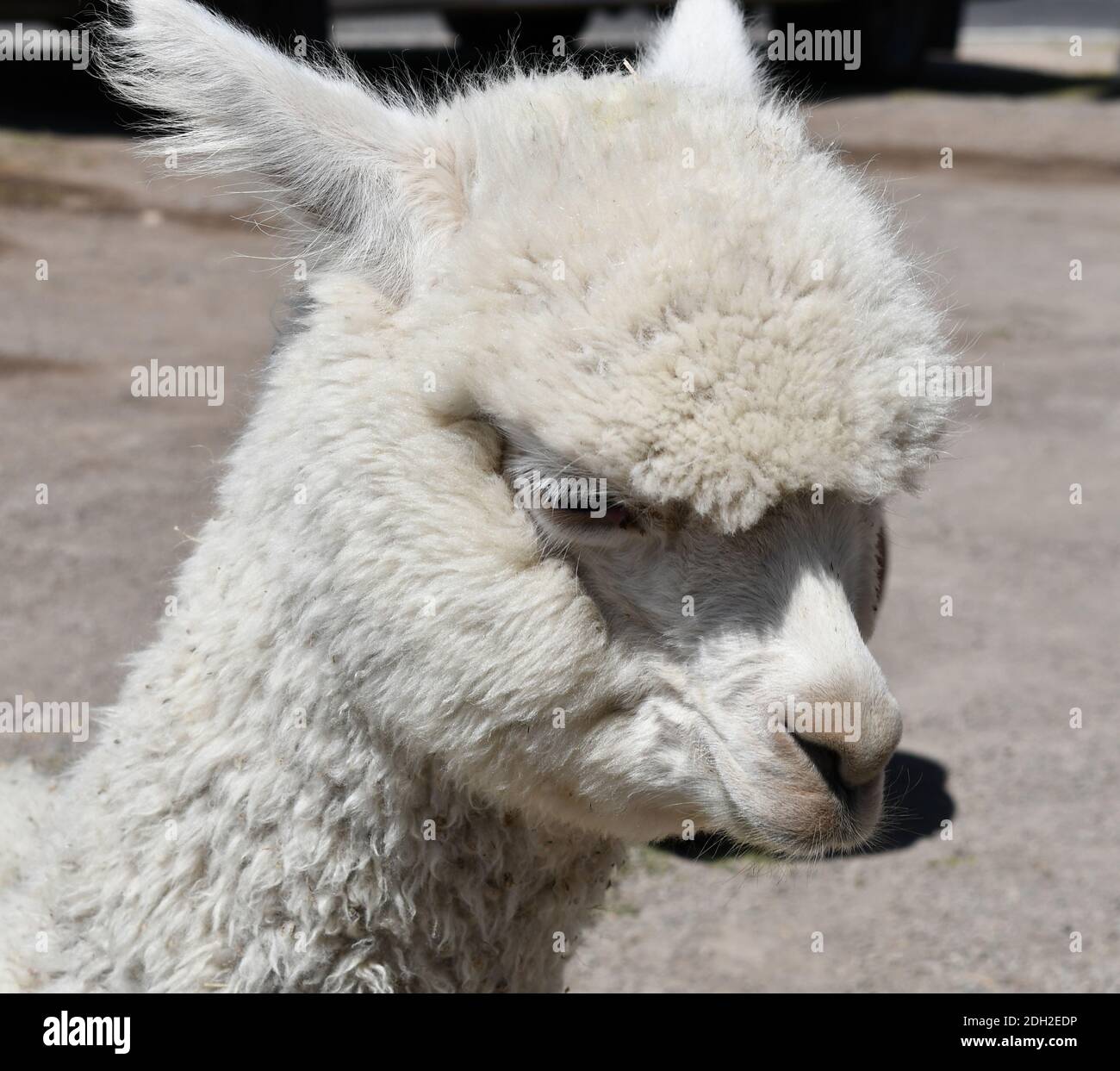 Alpaca close-up portrait in Peru. Lamas and alpacas are the two domestic animals from the camel family in South America. Stock Photo