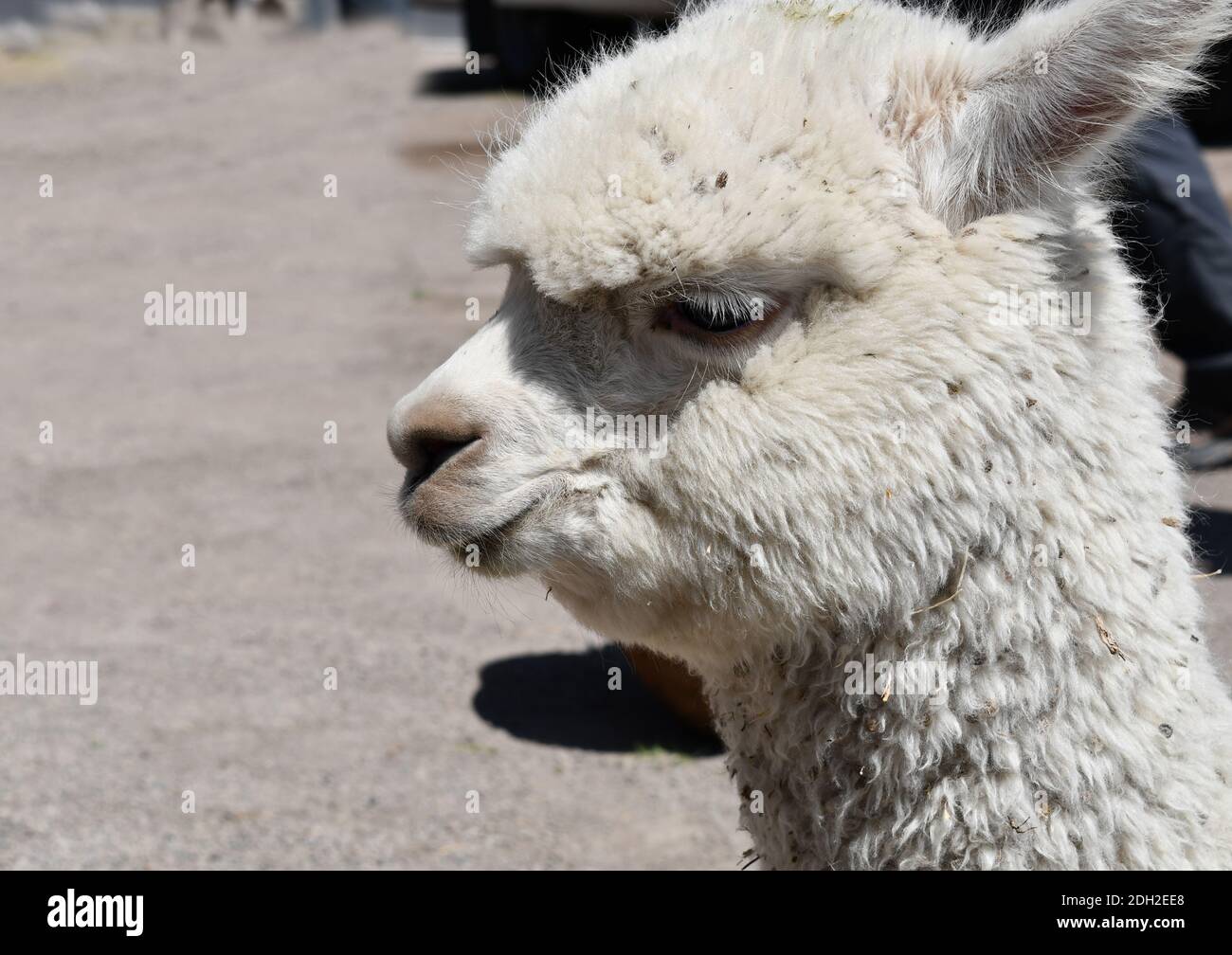 Alpaca close-up portrait in Peru. Lamas and alpacas are the two domestic animals from the camel family in South America. Stock Photo