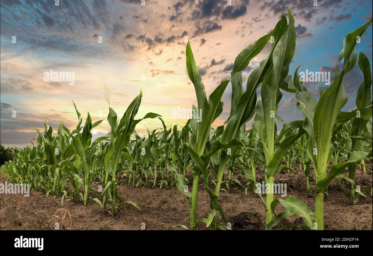 Dramatic sunset looming over corn fields. Stock Photo