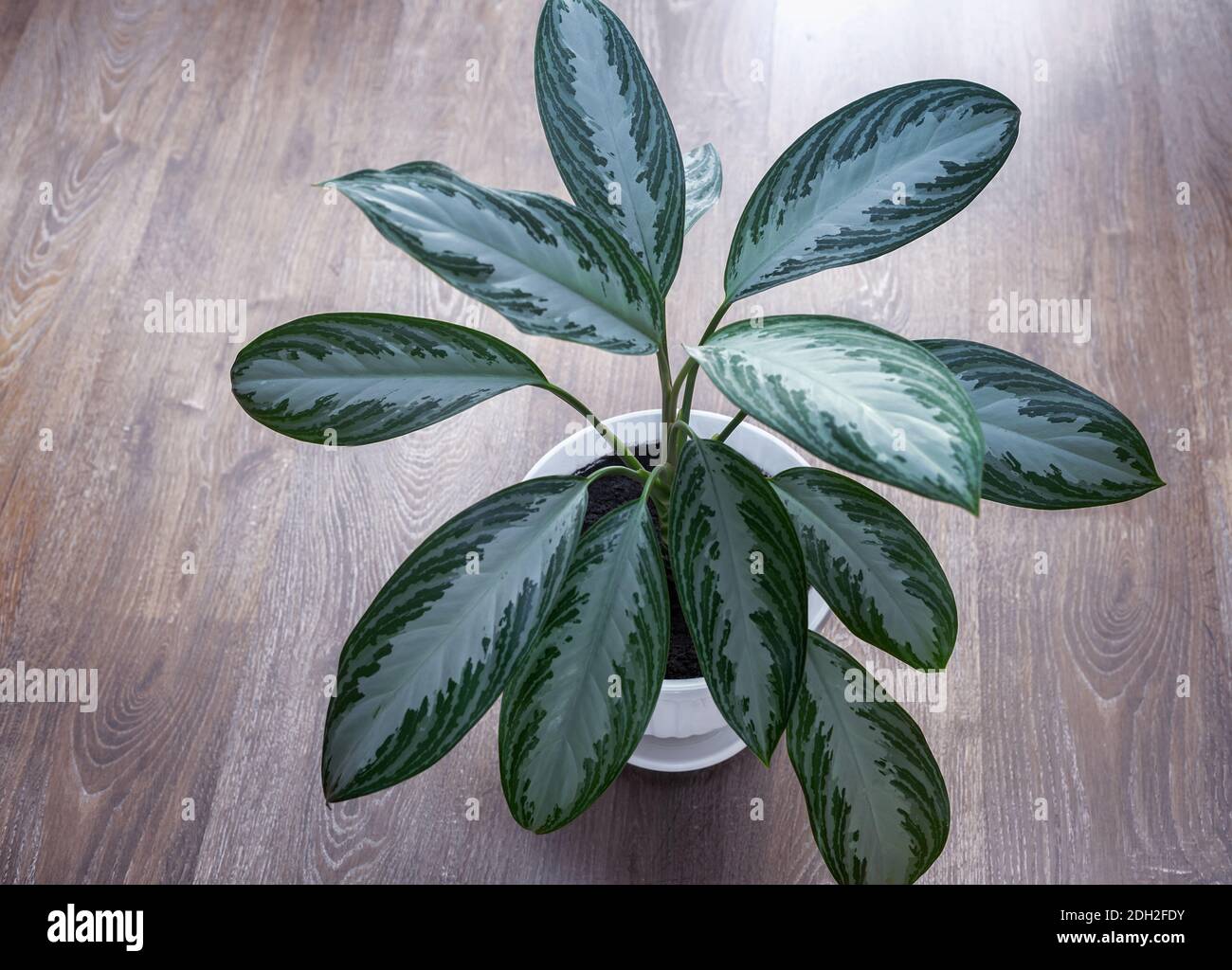 A beautiful indoor flower of the marantaceae family grows on the table in a ceramic flower pot. Front view, copy space Stock Photo