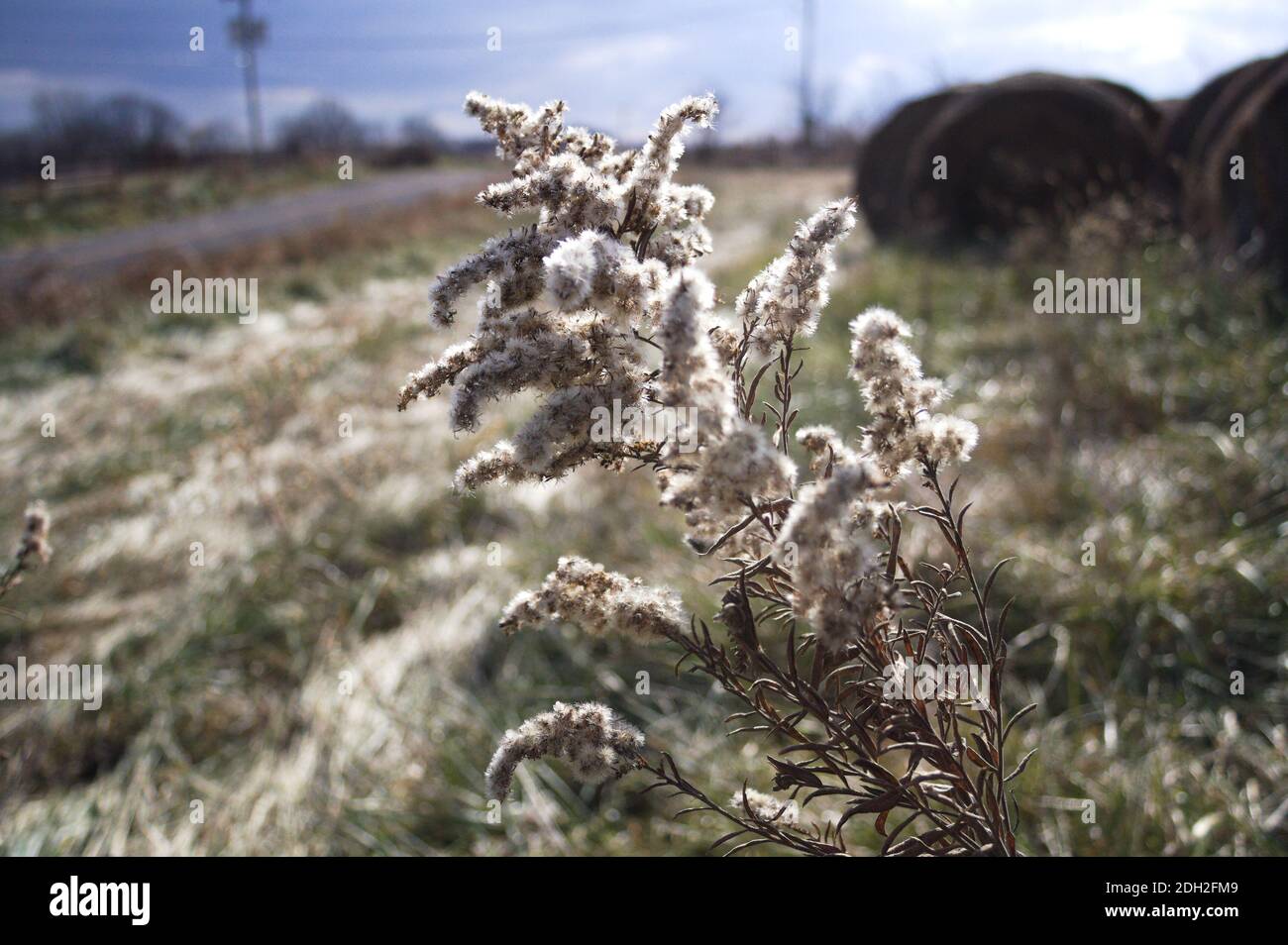 A goldenrod plant that has gone to seed blows in the fall breeze on a sunny Missouri day. Stock Photo