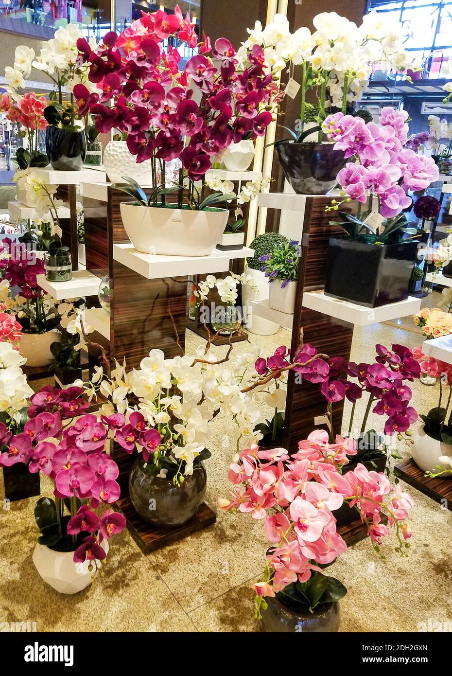 Display of multicolored orchid arrangements in pink, violet, red and white. Stock Photo
