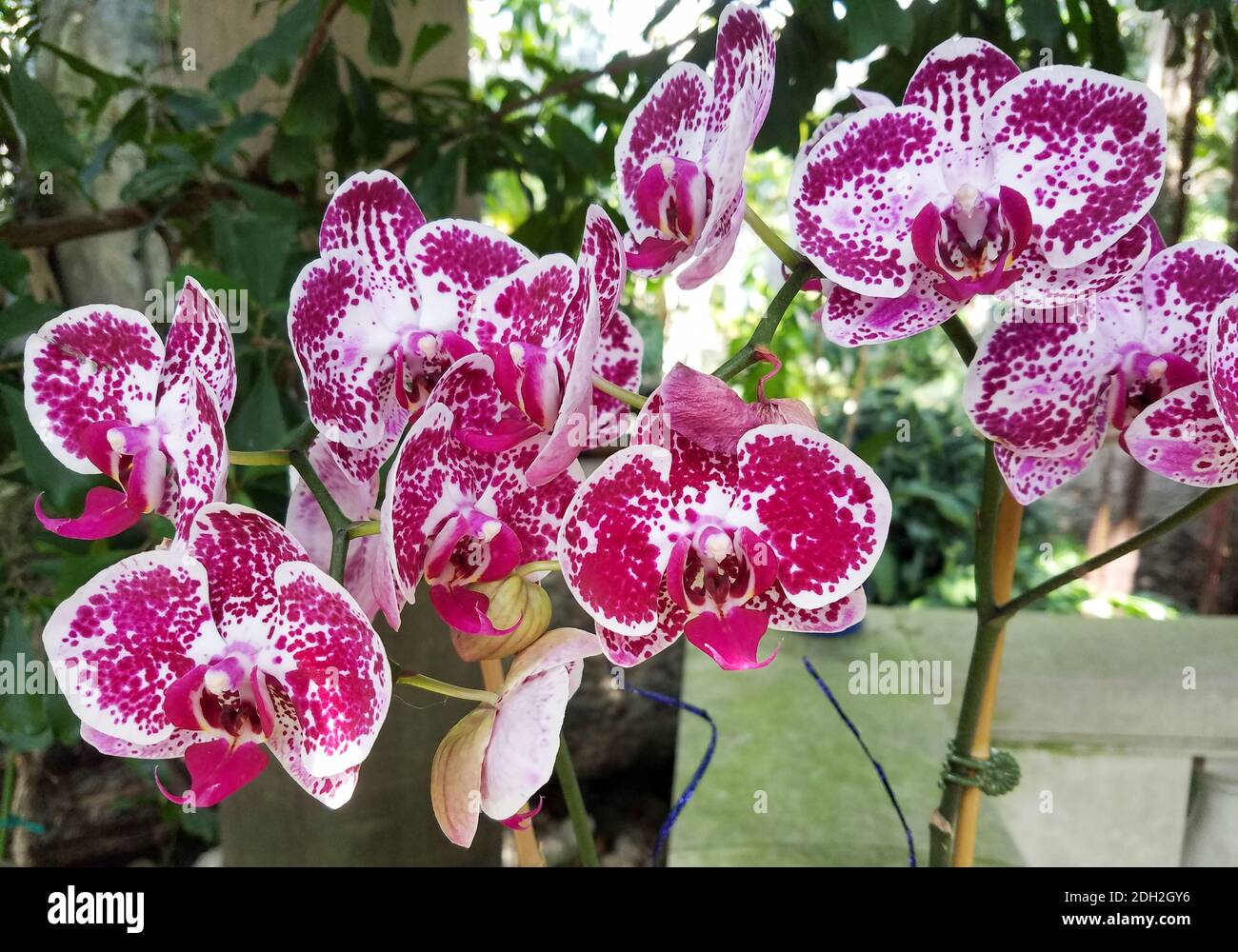 Close-up on a multicolored orchid bloom with red, white, and maroon spotted flowers Stock Photo