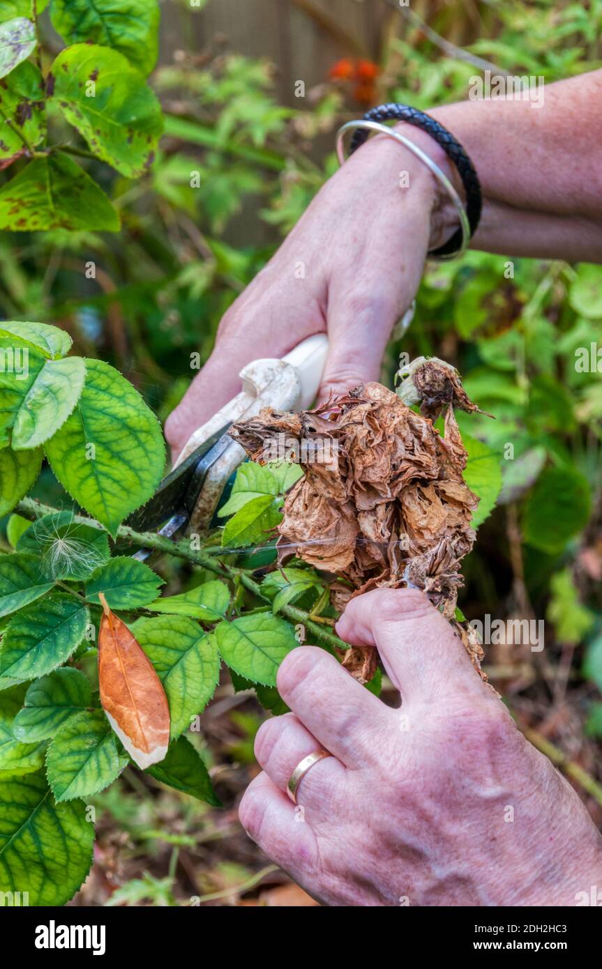 Woman dead-heading roses in the garden. Stock Photo