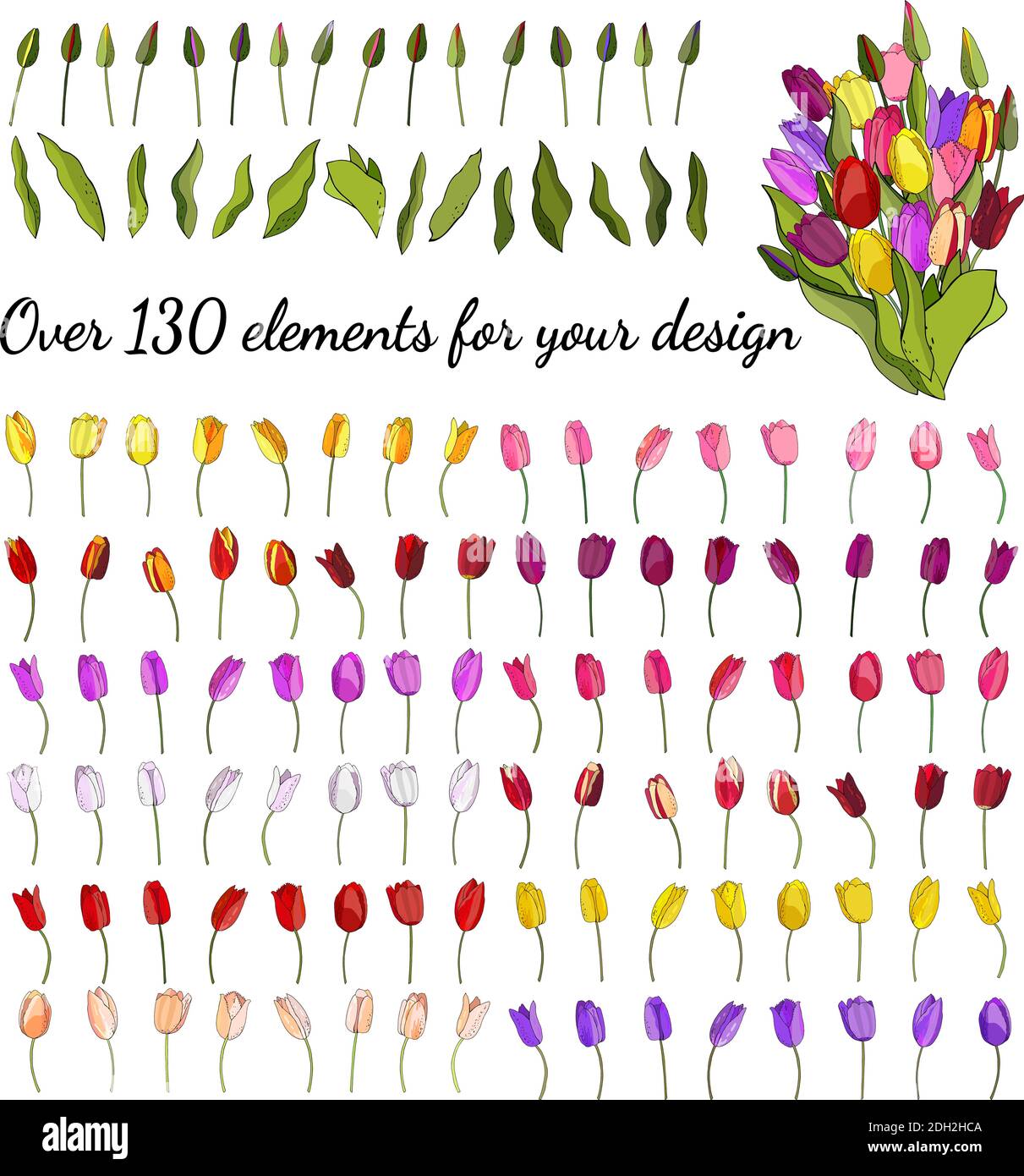 The floral vector set of tulips isolated on white background. For ...