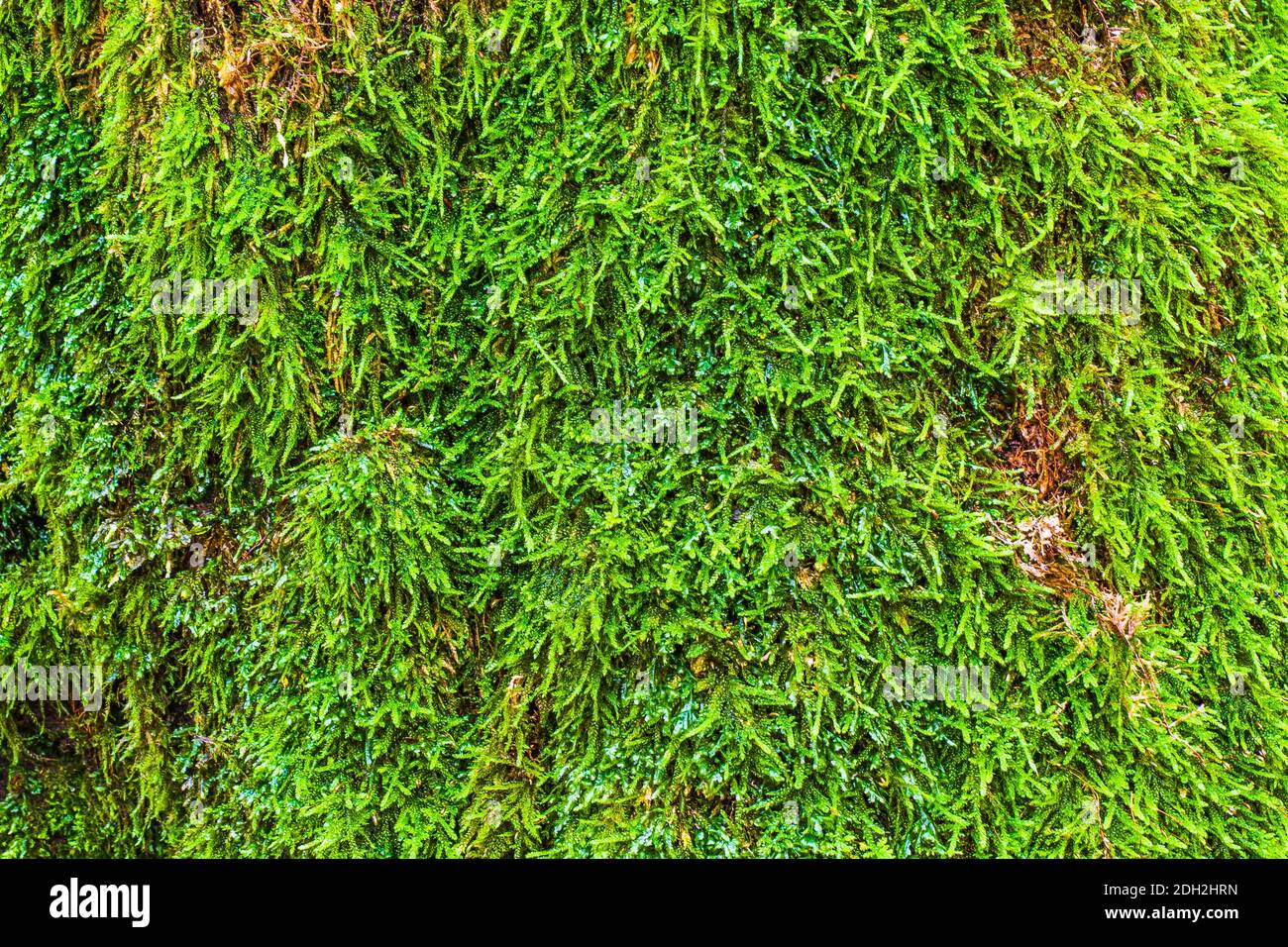 Moss Growing on a Old Tree Trunk Stock Photo