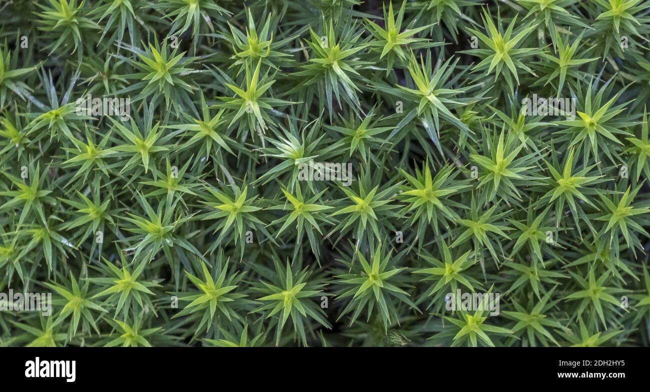 Moss cushion with star moss (Mniaceae, Mnium spec.) Stock Photo