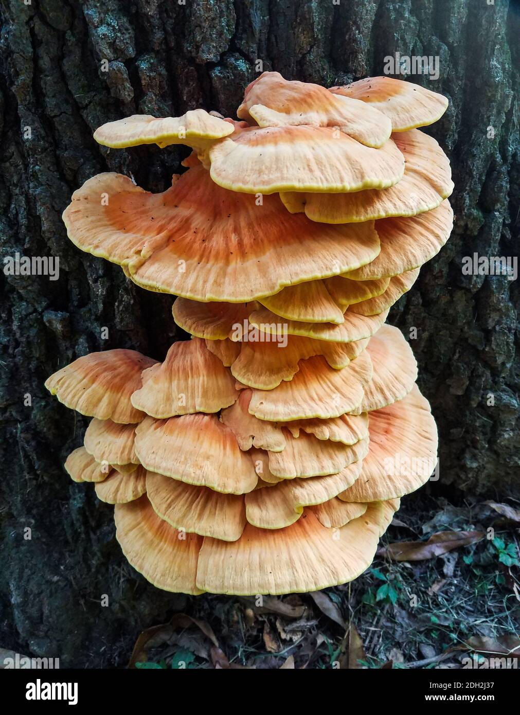 Large cluster of flat mushrooms growing on the bark of a tree trunk