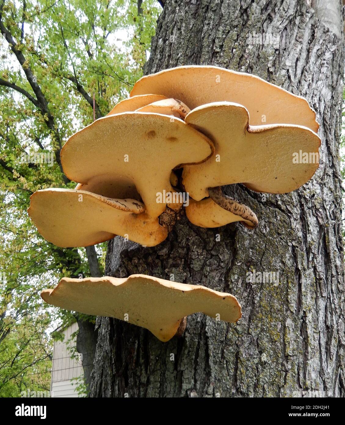 Large cluster of flat mushrooms growing on the bark of a tree trunk