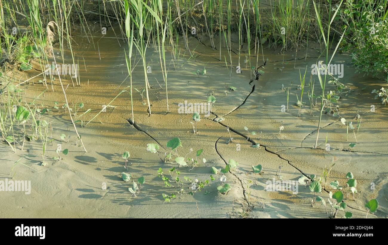 Drought river stream wetland, swamp creek rivulet drying up soil cracked crust earth climate change, surface extreme heat wave caused crisis Stock Photo