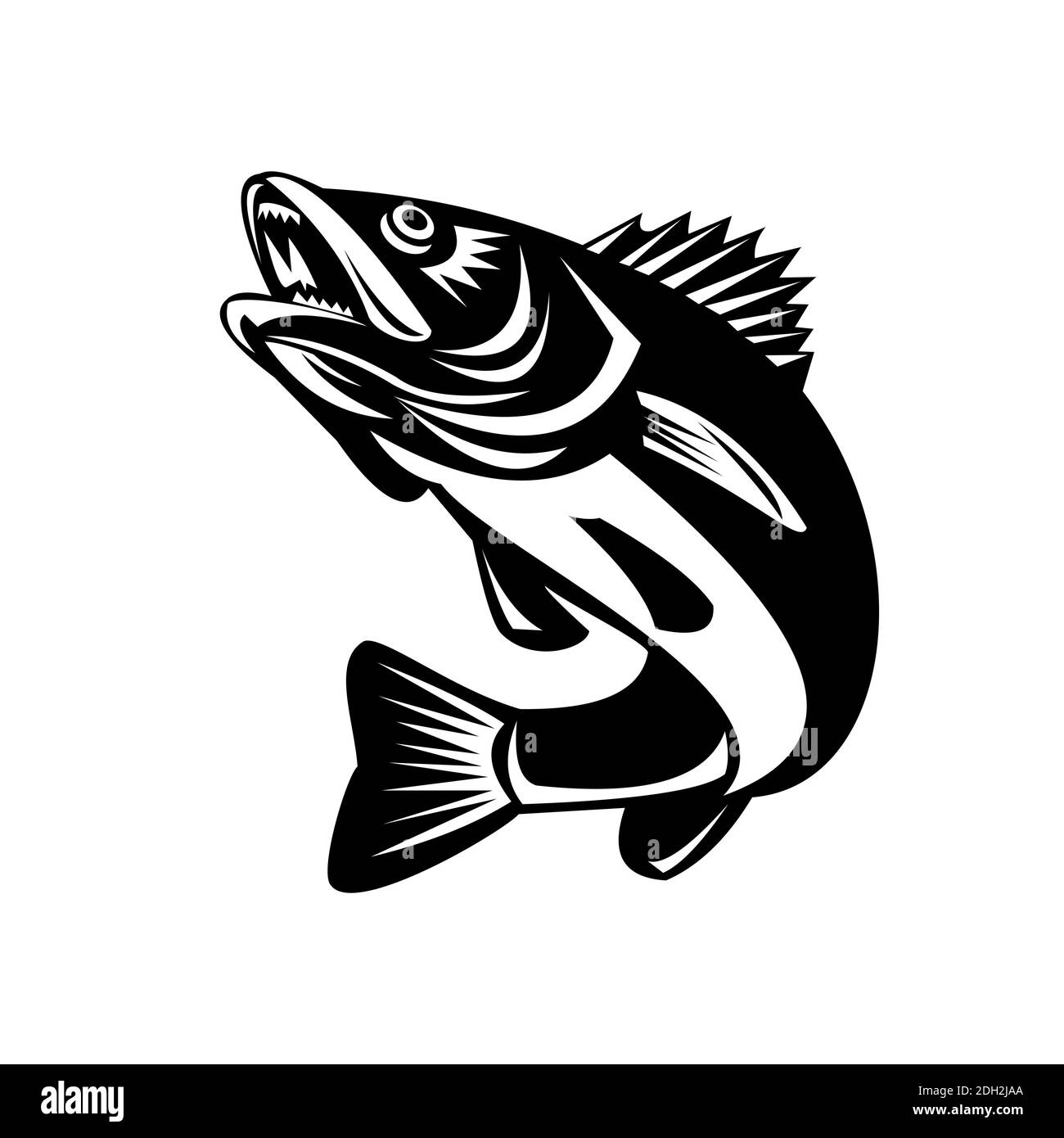 Walleye Fish Jumping Isolated Black and White Retro Stock Photo