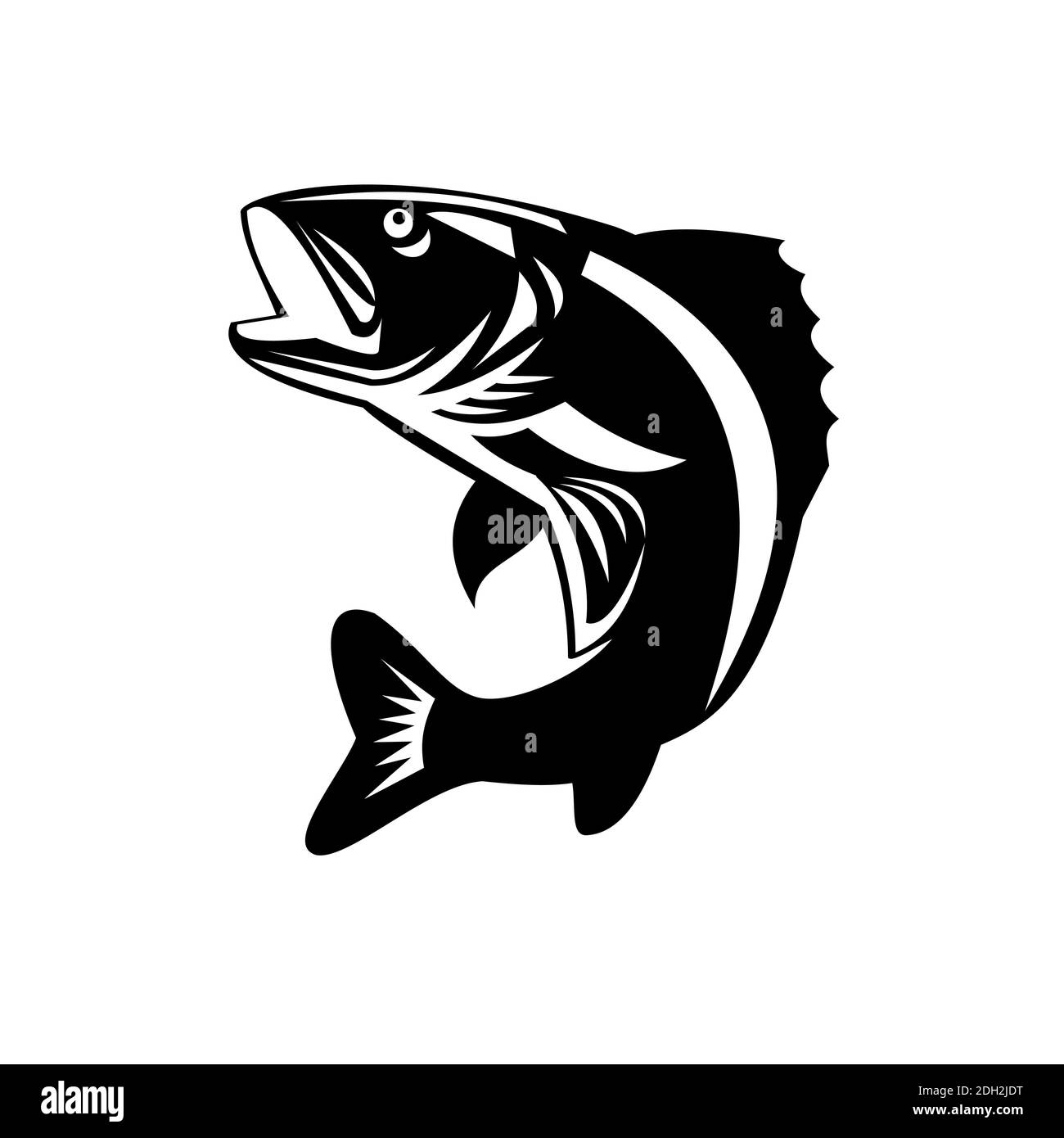 Walleye Fish Jumping Up Isolated Retro Black and White Stock Photo