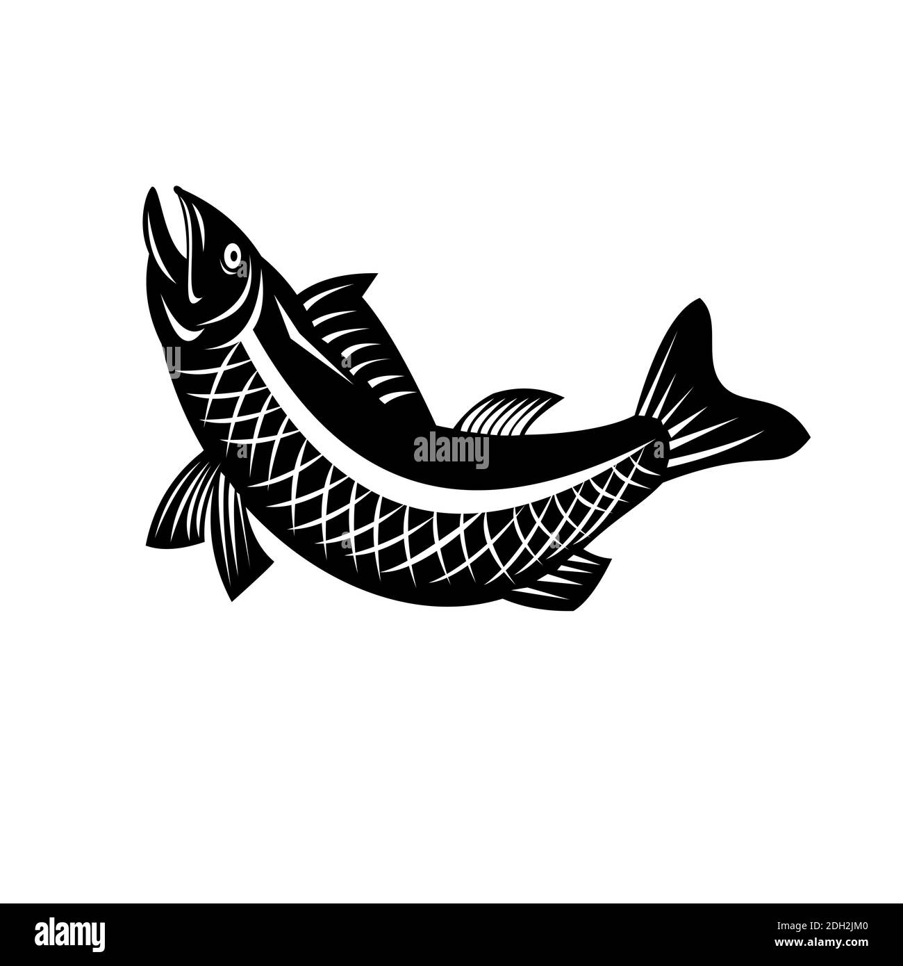 Trout Fish Jumping Side View Retro Black and White Stock Photo - Alamy