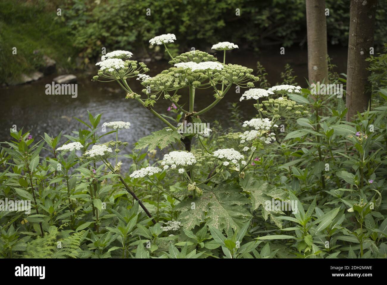 Hogweed, Heracleum mantegazzianum Stock Photo