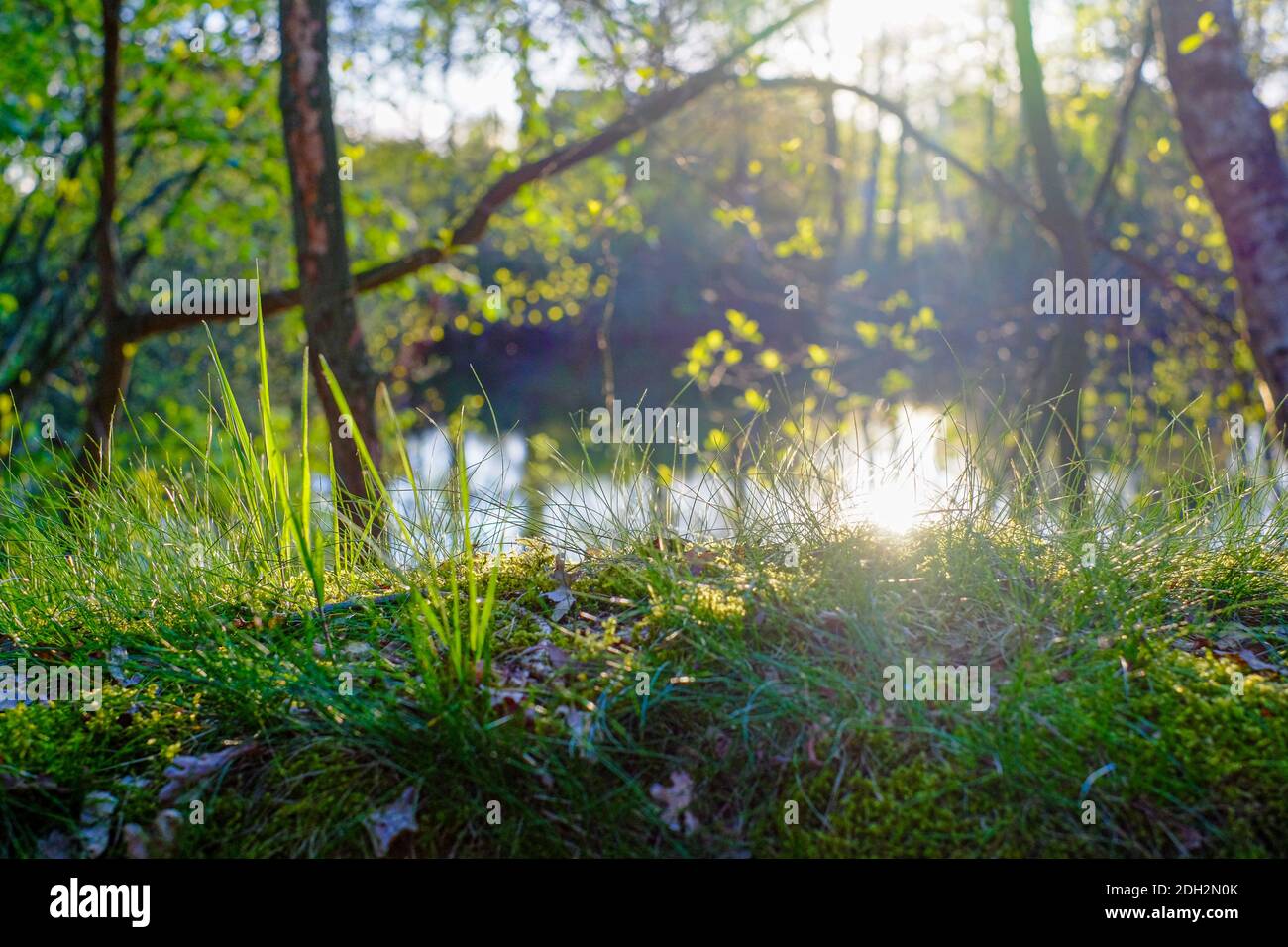 Evergreen forest pond hi-res stock photography and images - Alamy