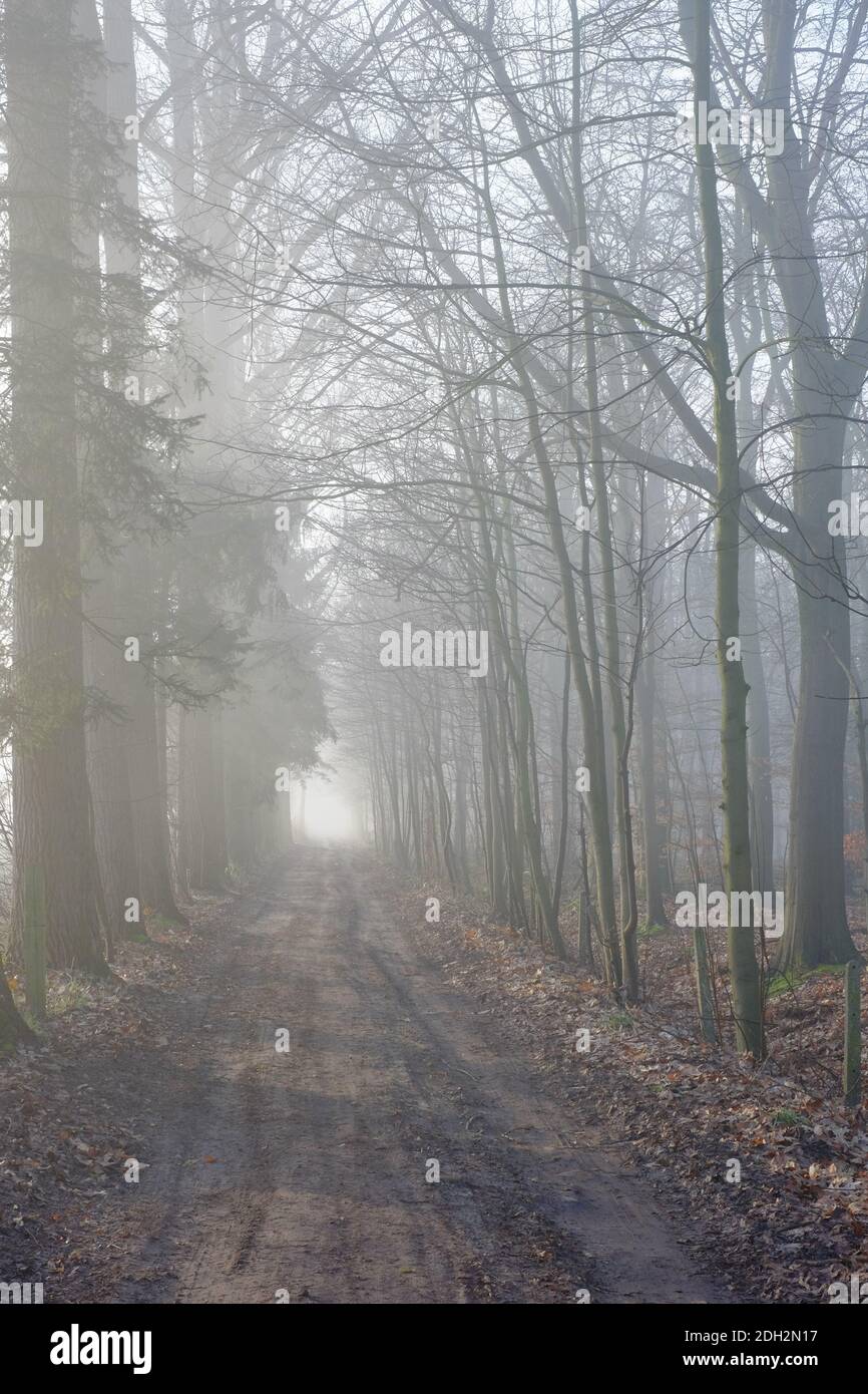 Road through a mysterious dark forest in fog Stock Photo - Alamy