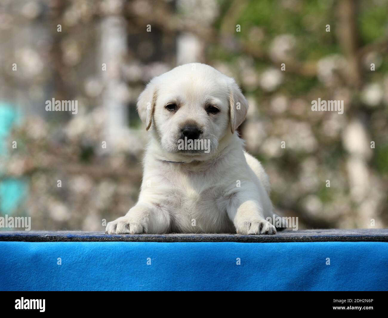 a yellow labrador puppy on the blue background Stock Photo - Alamy