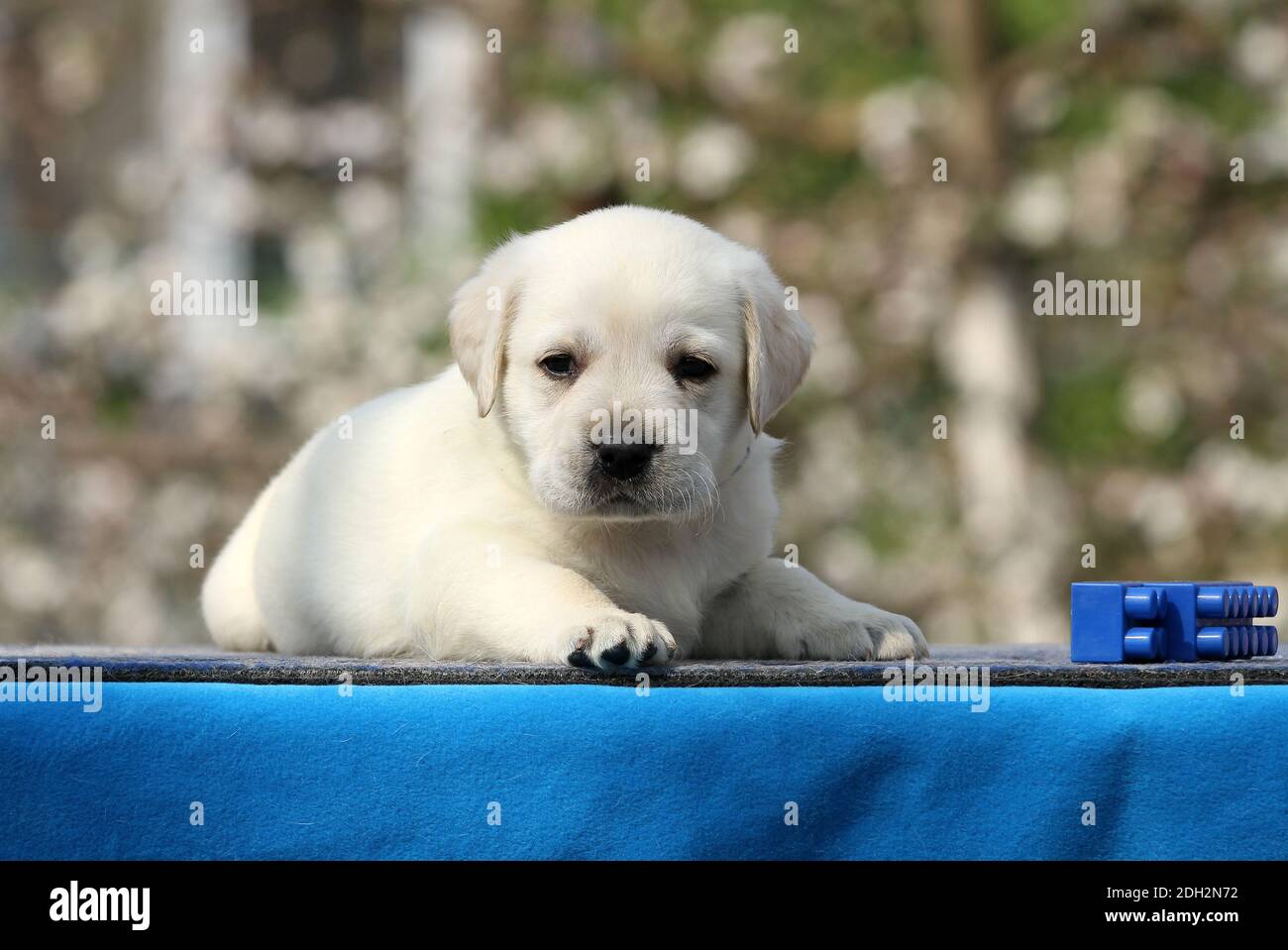 the yellow labrador puppy on the blue background Stock Photo - Alamy