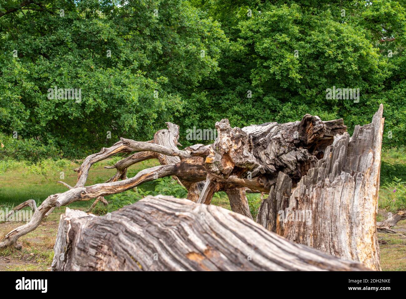 Tree split hires stock photography and images Alamy