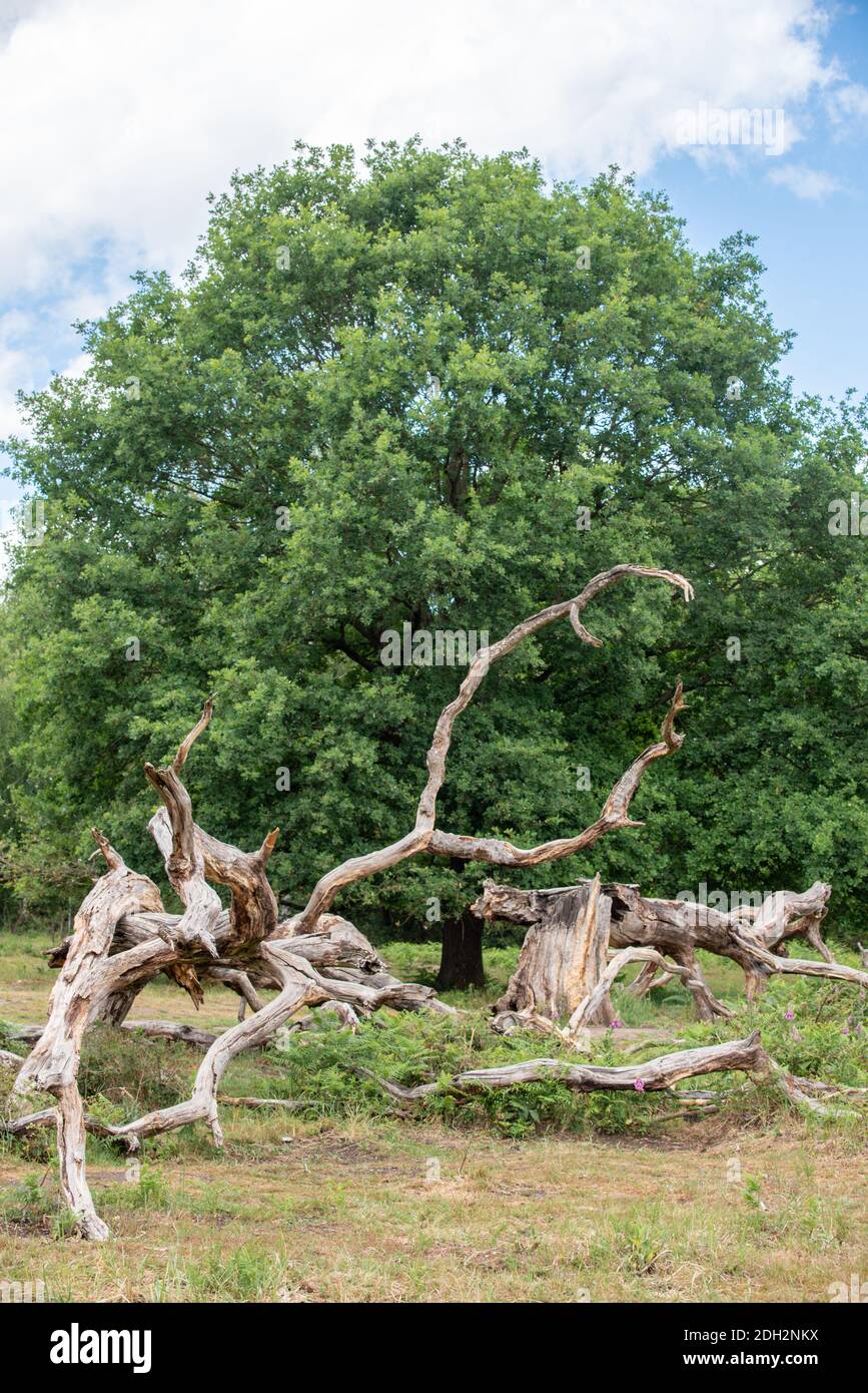 1000 year old oak tree hi-res stock photography and images - Alamy