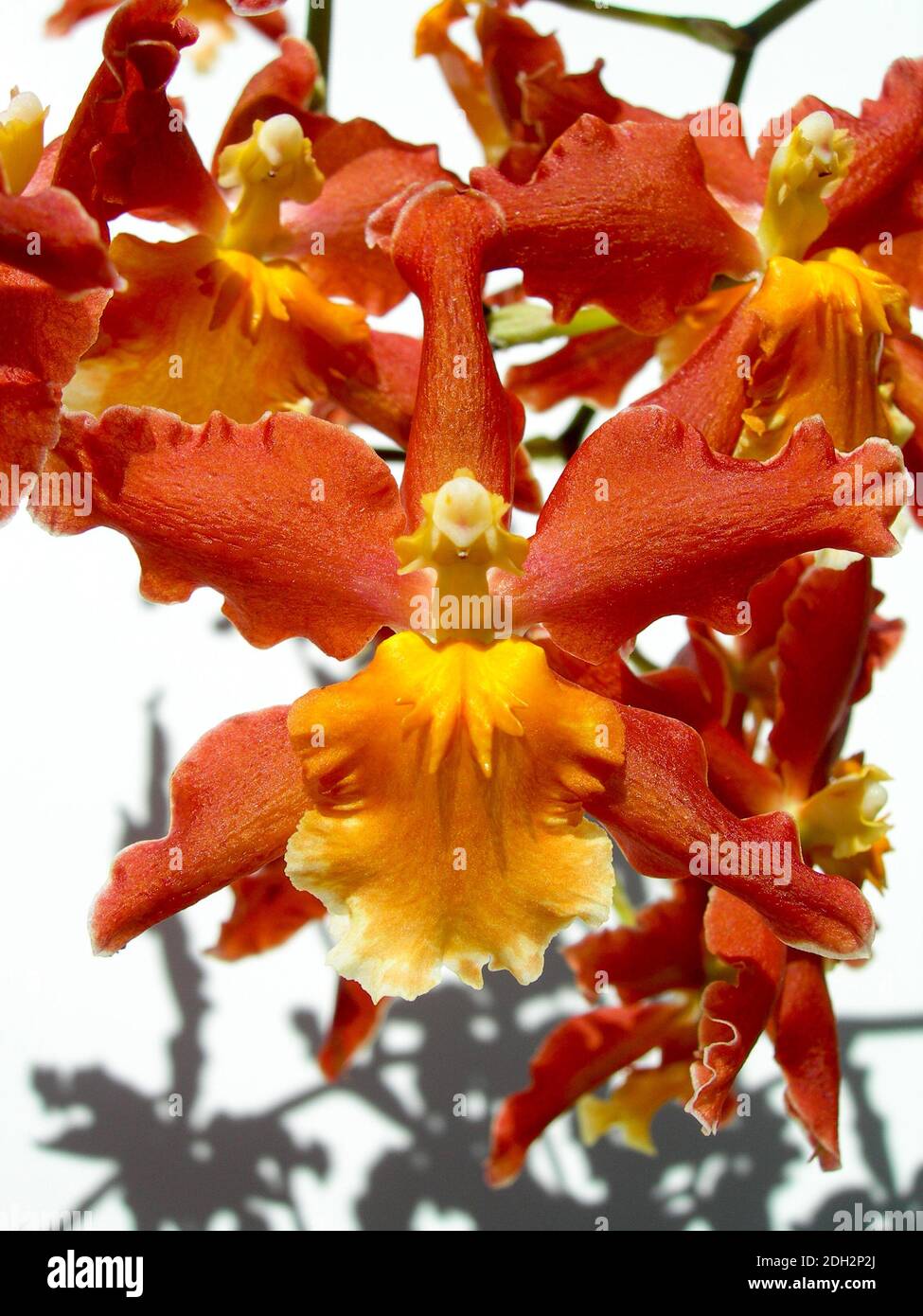 Deep orange color hi-res stock photography and images - Alamy