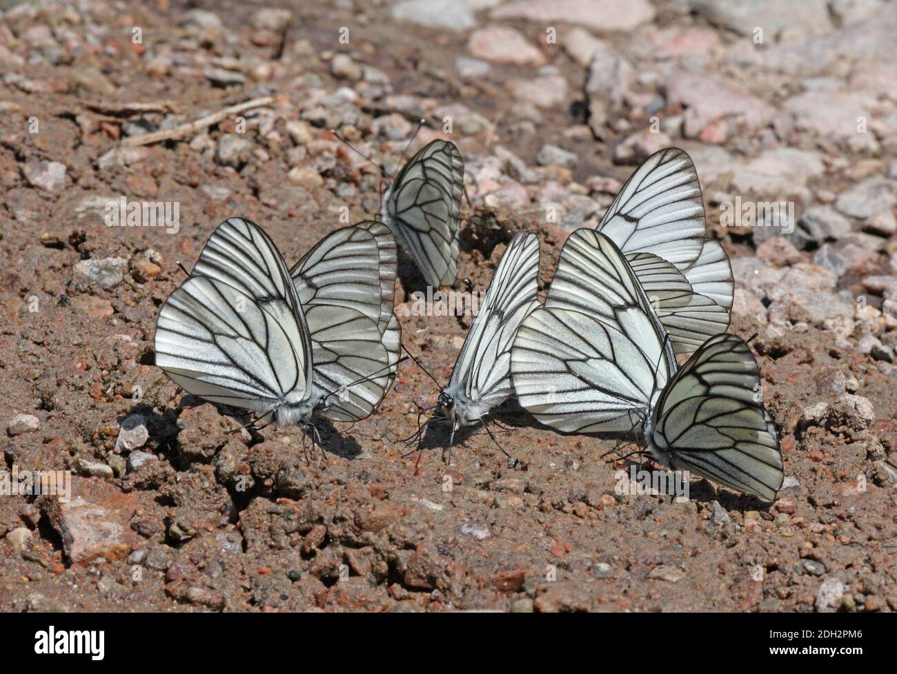 Black-veined White butterfly (Aporia crataegi tianshanica) group drinking from wet ground by stream  Tien Shan mountains, Kazakhstan       June Stock Photo