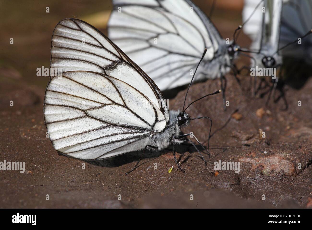 Black-veined White butterfly (Aporia crataegi tianshanica) adult with wings closed drinking from wet ground  Tien Shan mountains, Kazakhstan       Jun Stock Photo