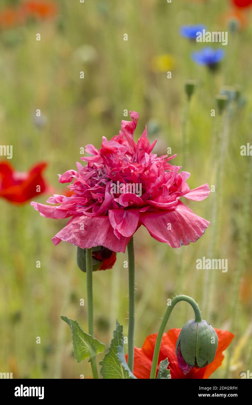 Flower field hi-res stock photography and images - Alamy