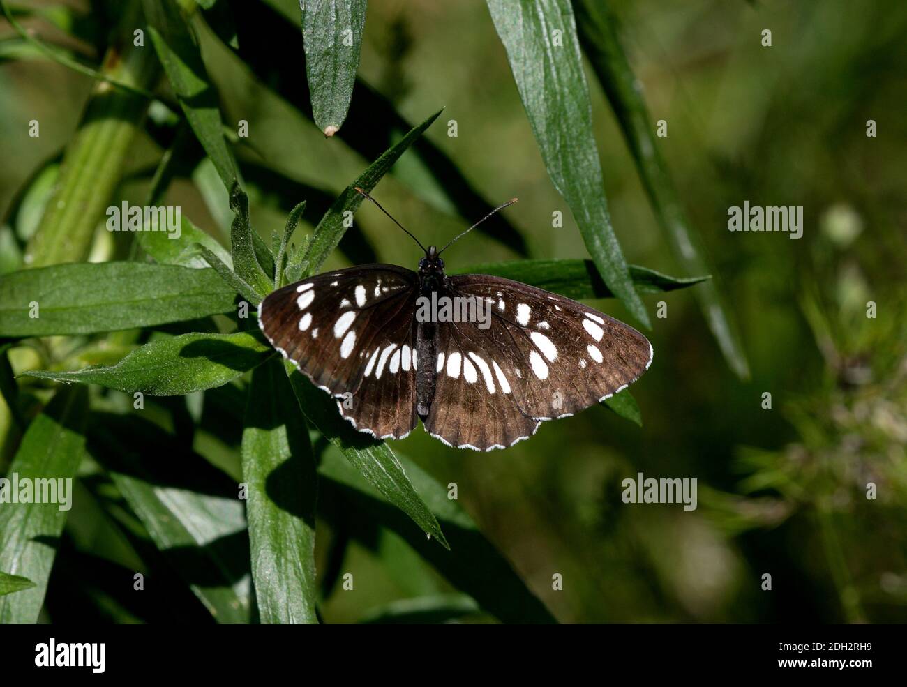 Hungarian Glider butterfly (Neptis rivularis) adult sunning with wings