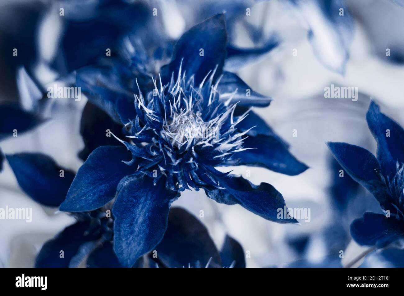 Floral dark blue nature background Stock Photo Alamy
