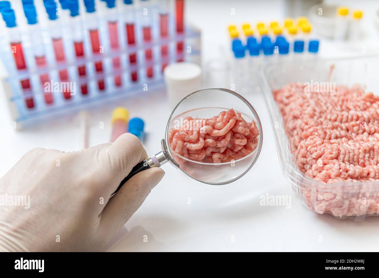 Food quality concept. Scientist is testing and inspecting meat for germs. Stock Photo