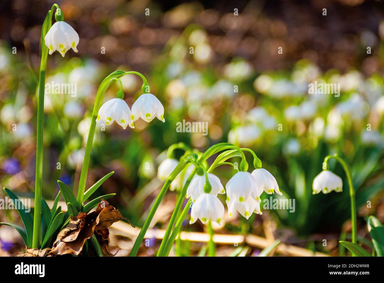 tender summer snowflake flower close up. beautiful nature background in springtime on a sunny weather Stock Photo