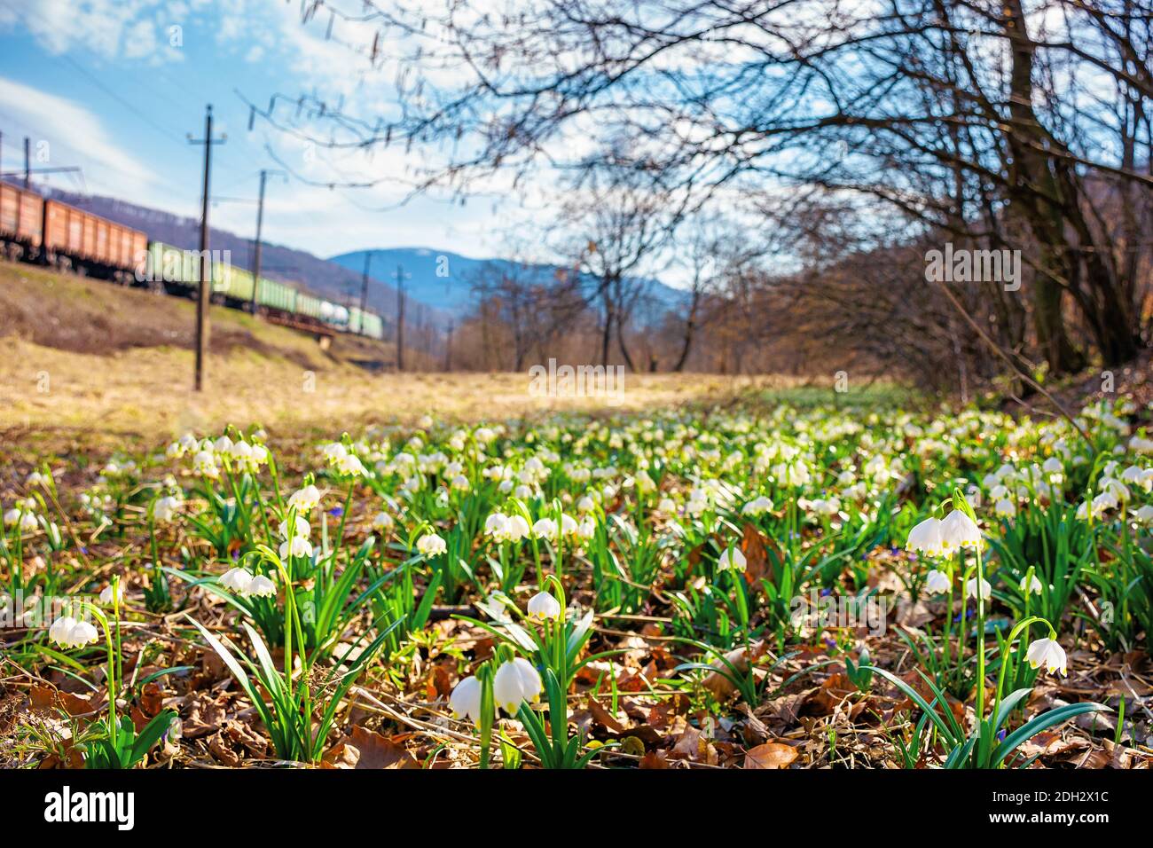 tender summer snowflake flower close up. beautiful nature background in springtime on a sunny weather Stock Photo