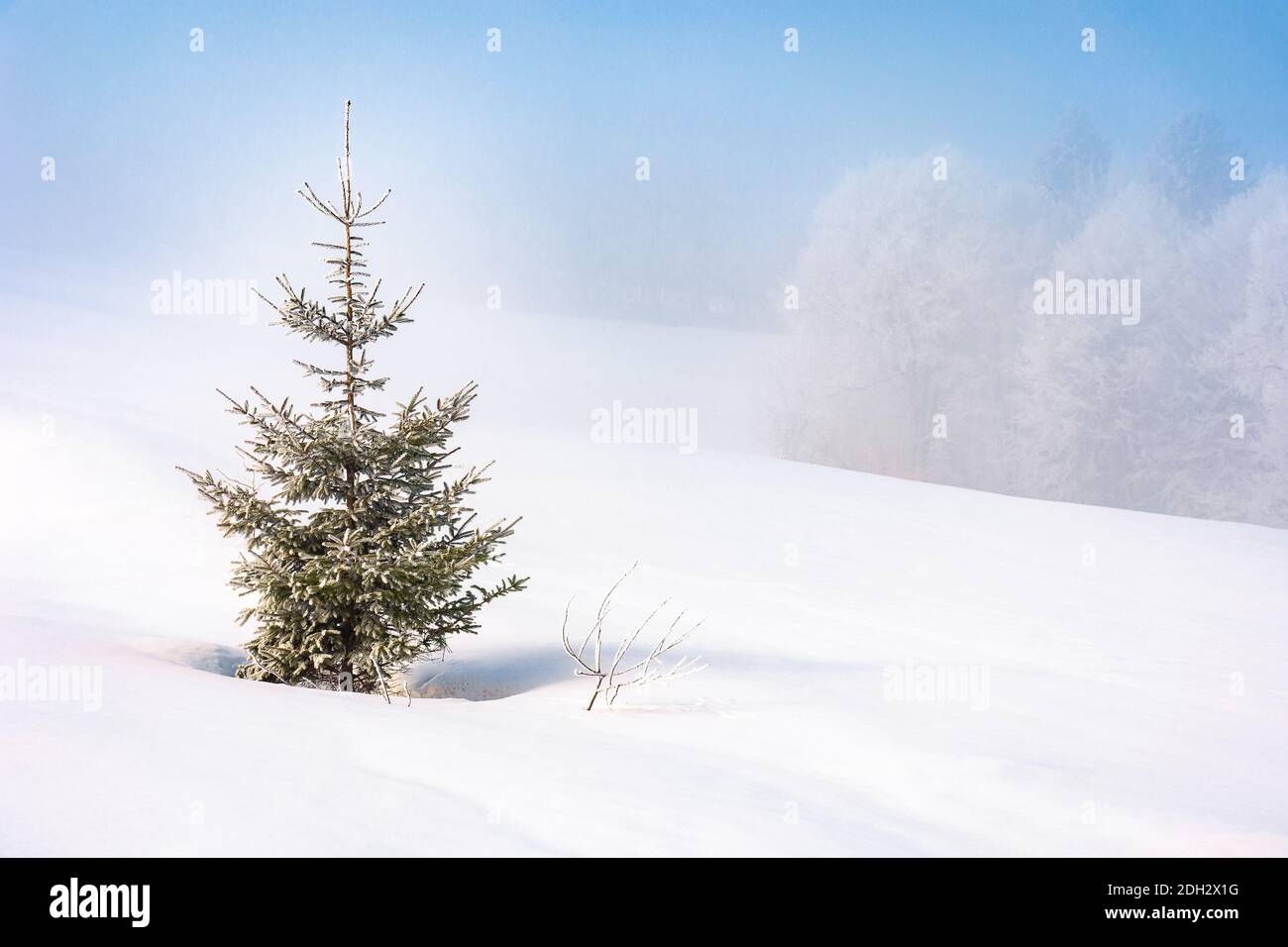 spruce tree in mist on a snow covered hill. fairy tale winter mountain scenery. frosty weather on a sunny morning Stock Photo