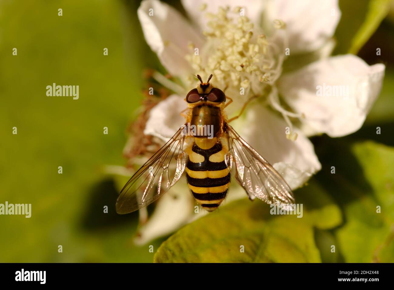 Close up of Hover fly , also known as Syrphid fly on Flower blossom Stock Photo
