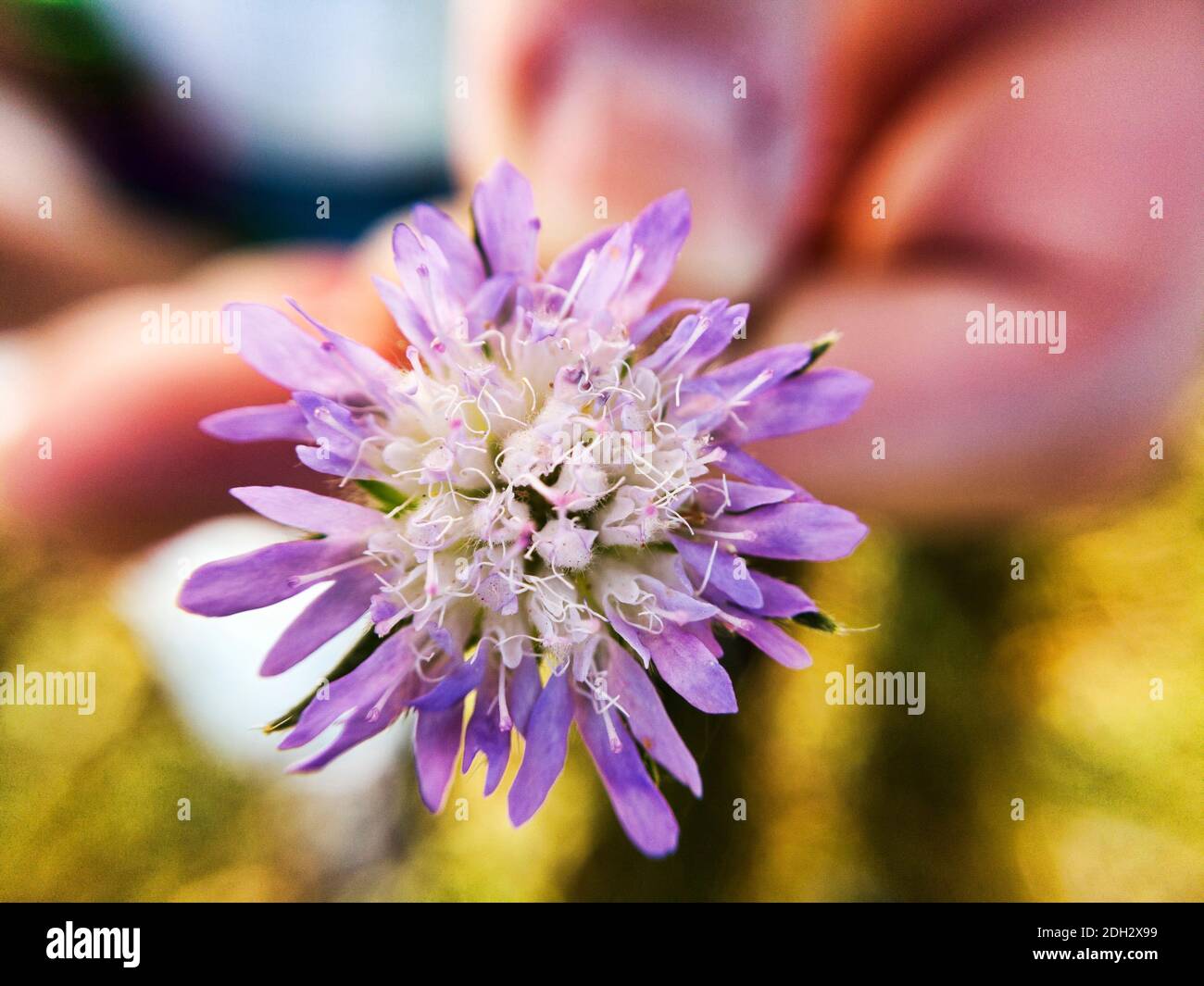 Natural background with macro photography of flower Scabiosa Atropurpurea also called  Grandmother’s Pincushion with beautiful colors with purple and Stock Photo
