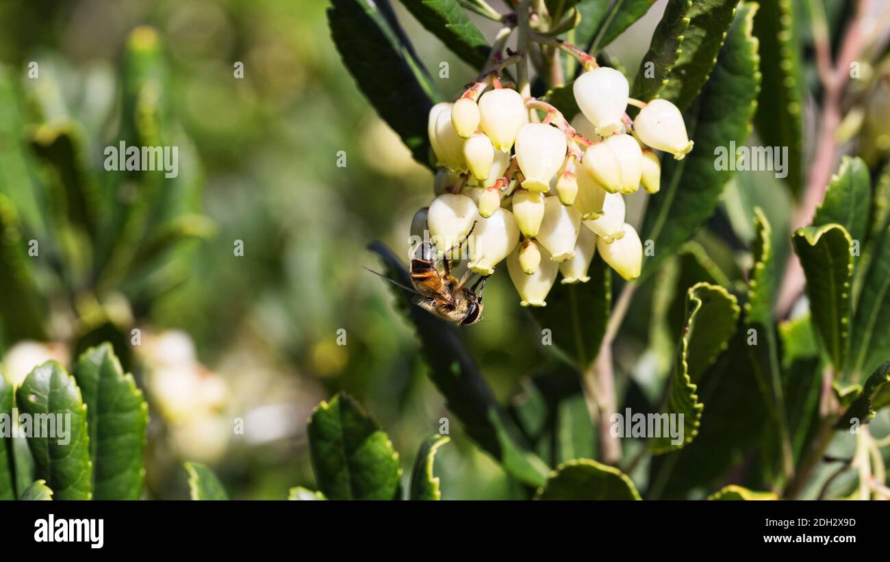 Macro Photography detail of bee feeds on nectar and pollinates the flowers of the Arbutus tree. Stock Photo