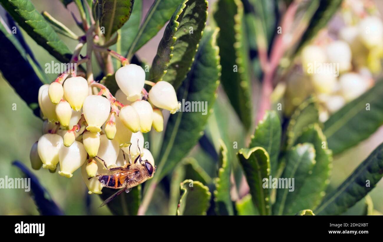 Macro Photography detail of bee feeds on nectar and pollinates the flowers of the Arbutus tree. Stock Photo