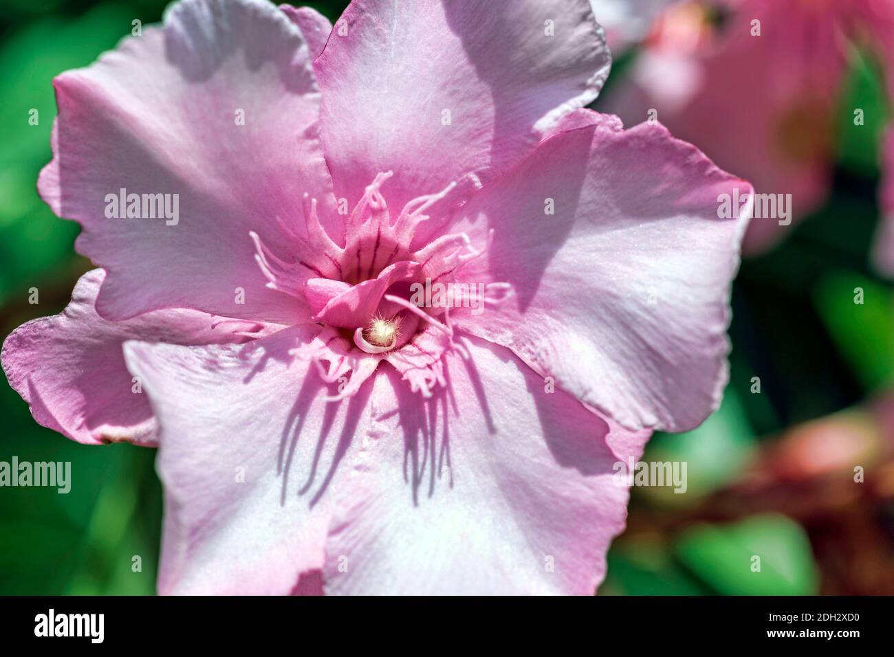 Macro close up of blossom violetta rhododendron with beautiful color tones light purple of rhododendron fortunei flower Stock Photo